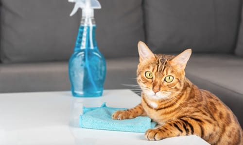 smilecat（スマイルキャット）_保護猫の掃除用品等の購入