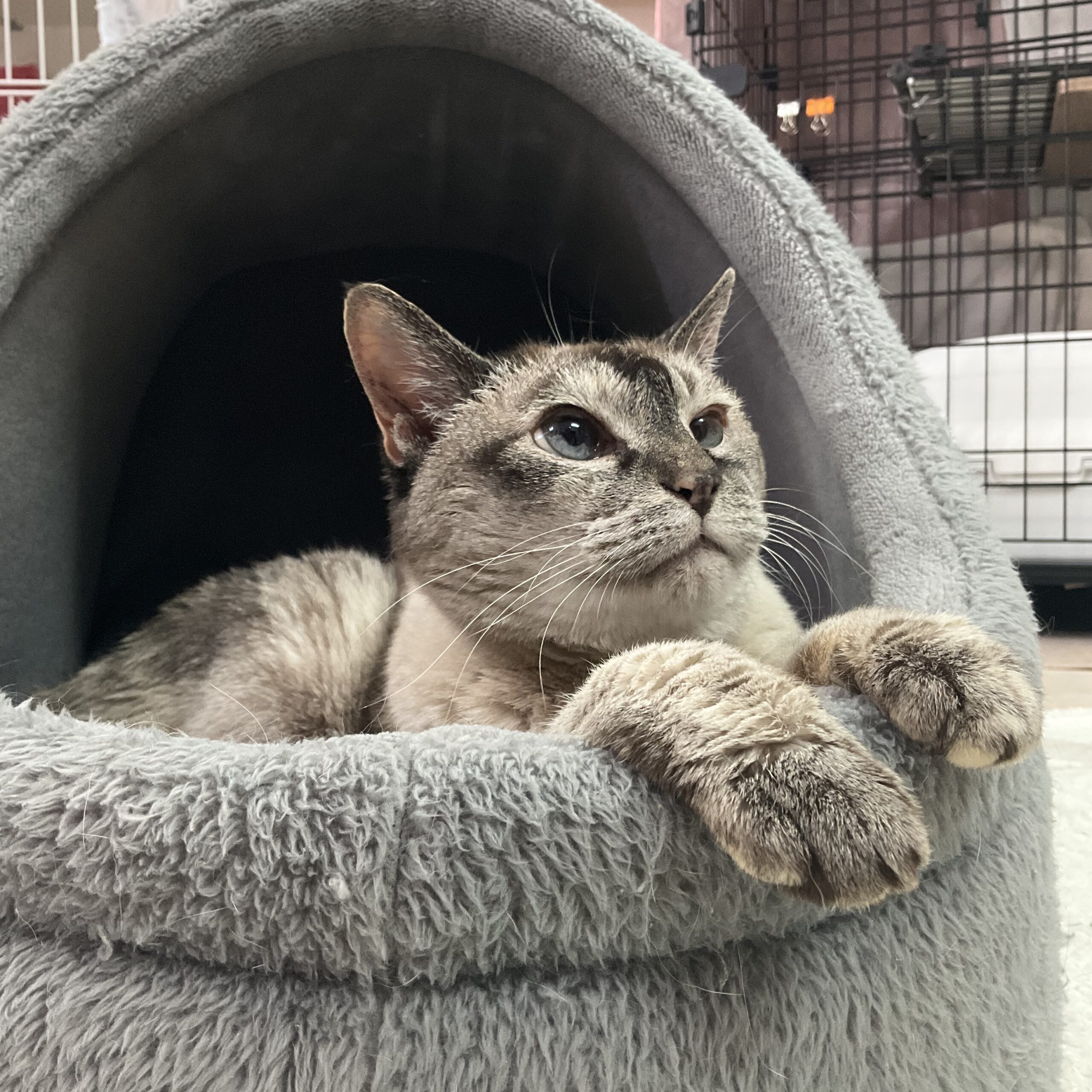 smilecat（スマイルキャット）_ミレイ