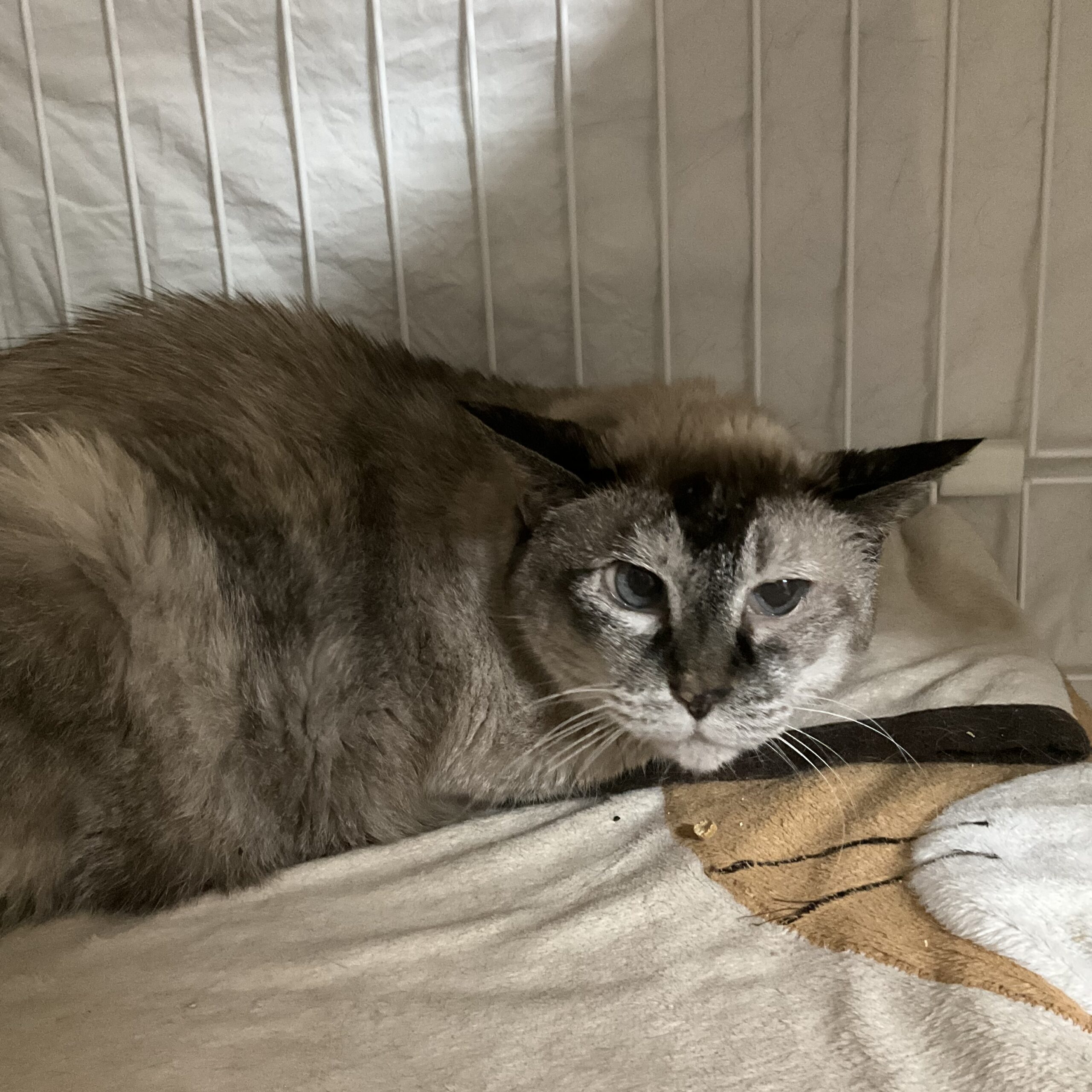 smilecat（スマイルキャット）_ミレイ