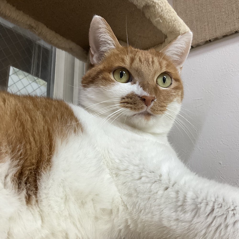 smilecat（スマイルキャット）_＼正式譲渡決定！／デイジー