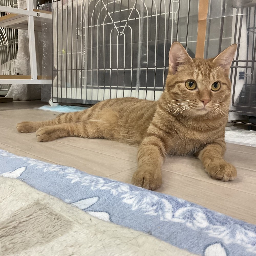 smilecat（スマイルキャット）_＼正式譲渡決定／レイ