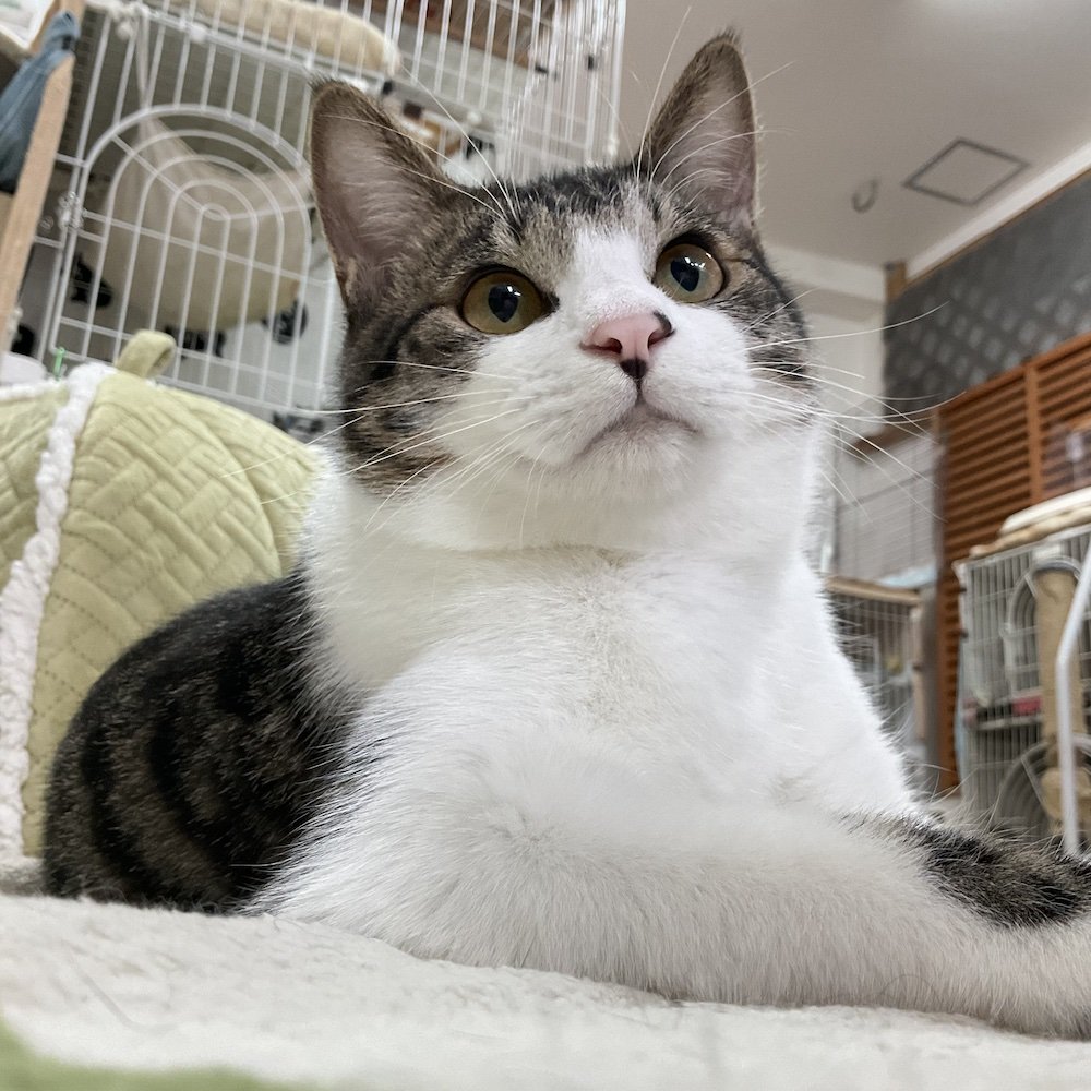 smilecat（スマイルキャット）_＼正式譲渡決定／リヒト