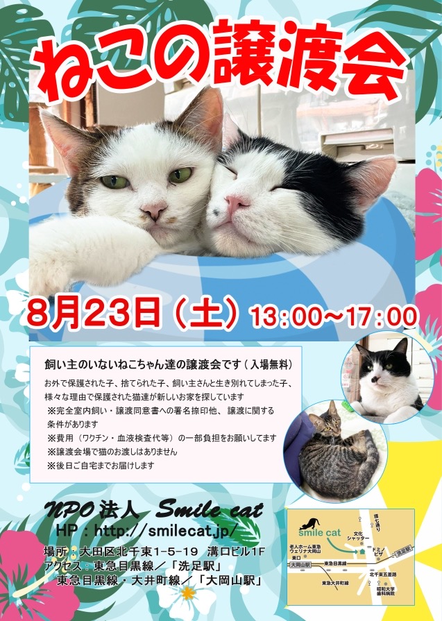 smilecat（スマイルキャット）_ねこの譲渡会