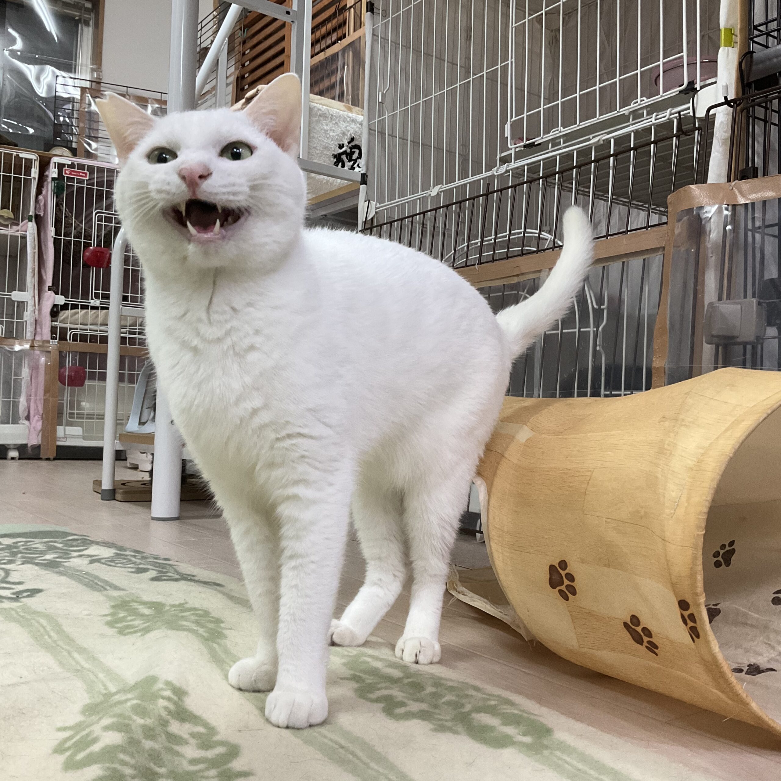 smilecat（スマイルキャット）_ショウヘイ