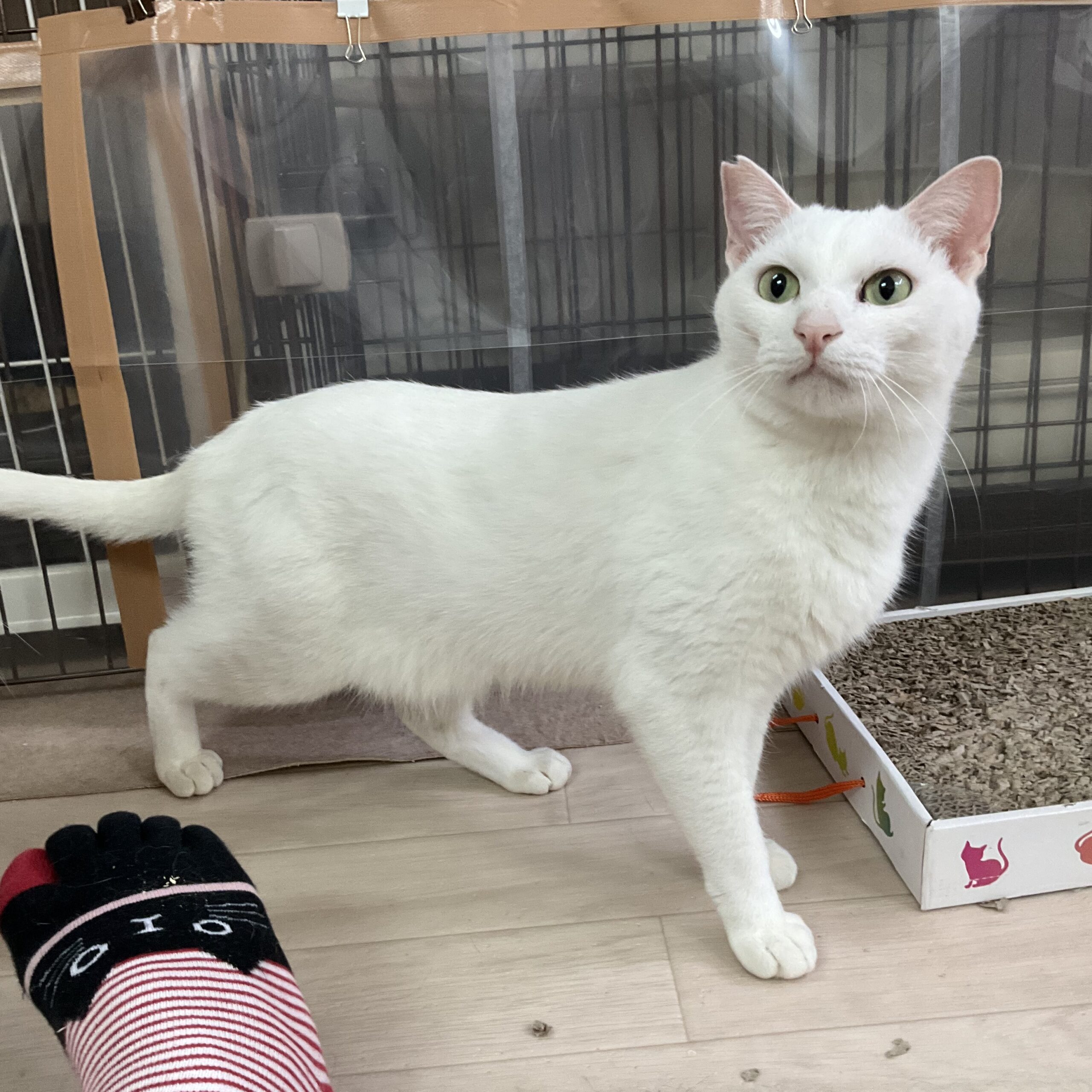 smilecat（スマイルキャット）_ショウヘイ