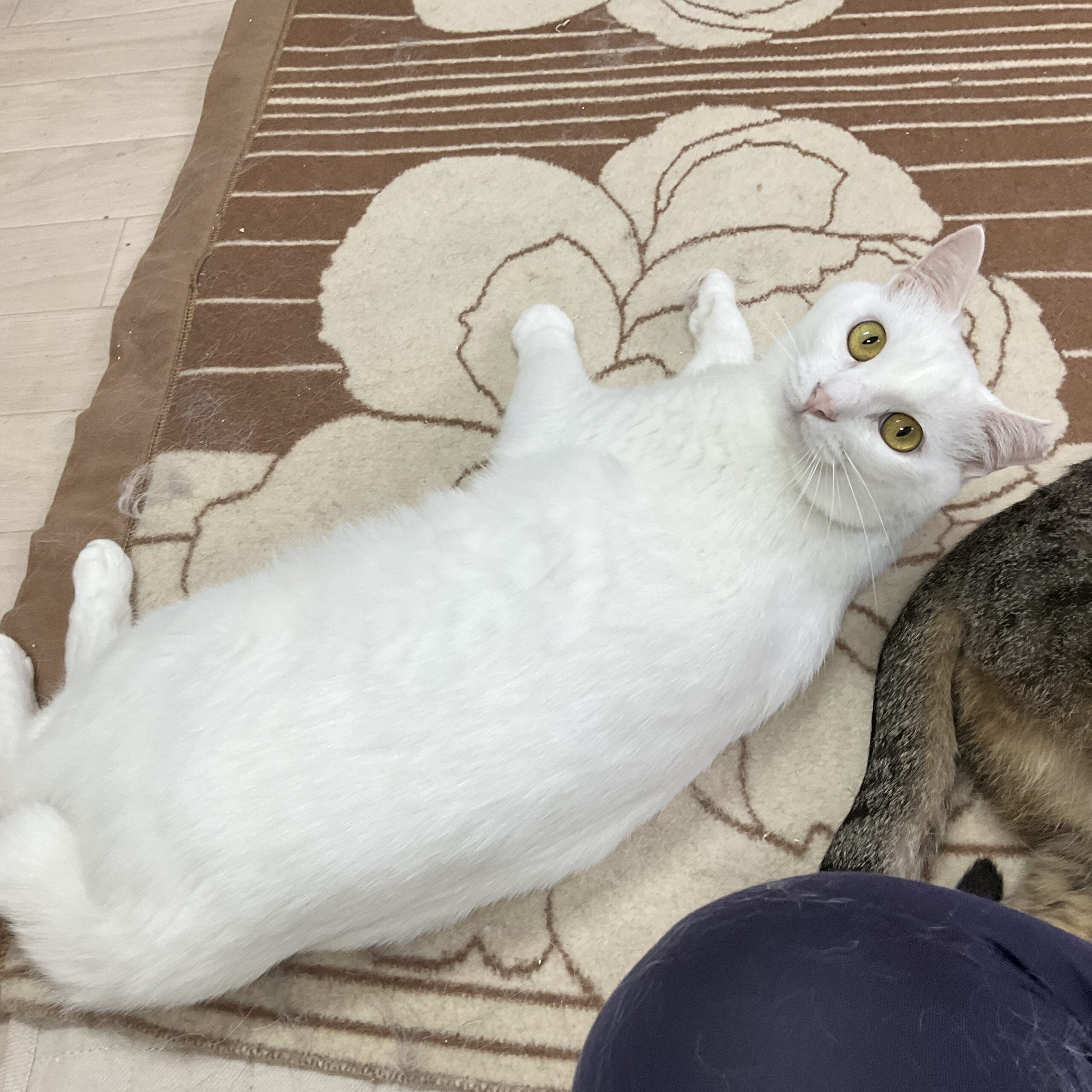 smilecat（スマイルキャット）_小桜