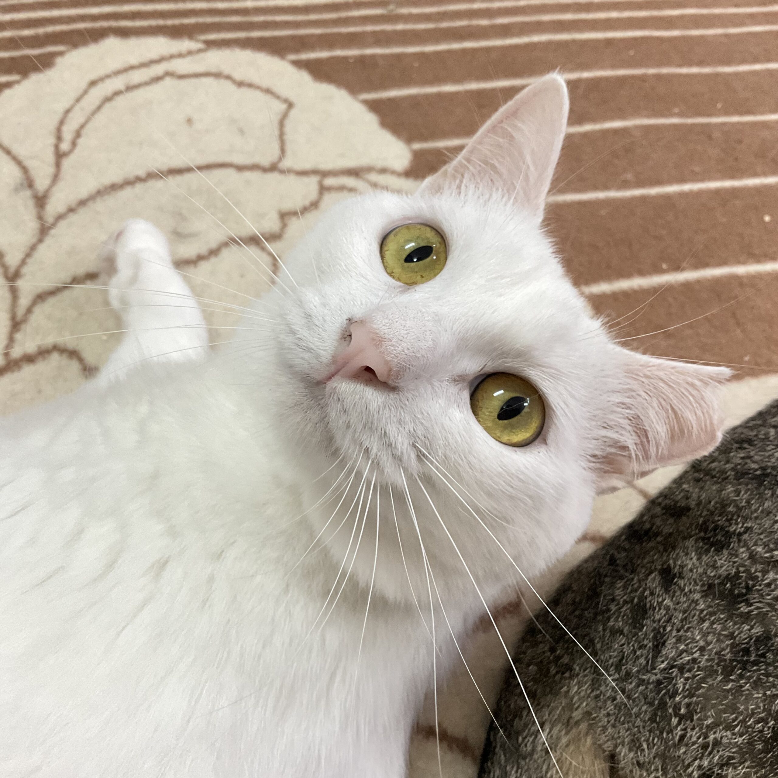smilecat（スマイルキャット）_小桜
