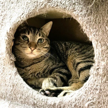 smilecat（スマイルキャット）_【里親さん決定】友くん