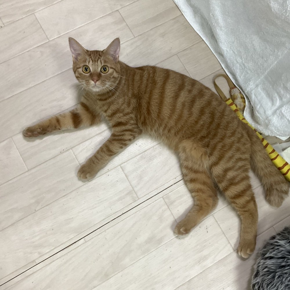 smilecat（スマイルキャット）_【里親さん決定】レイくん