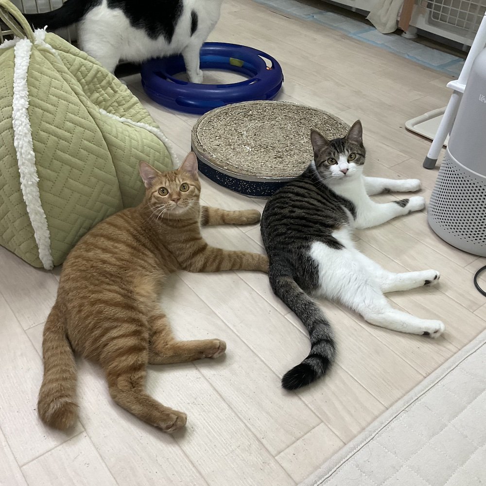 smilecat（スマイルキャット）_【里親さん決定】リヒトくん