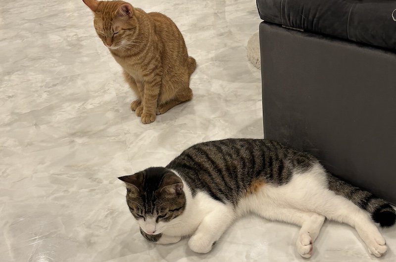 smilecat（スマイルキャット）_レイくん・リヒトくん里親さん