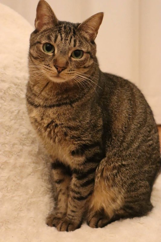 smilecat（スマイルキャット）_ポレくん里親さん