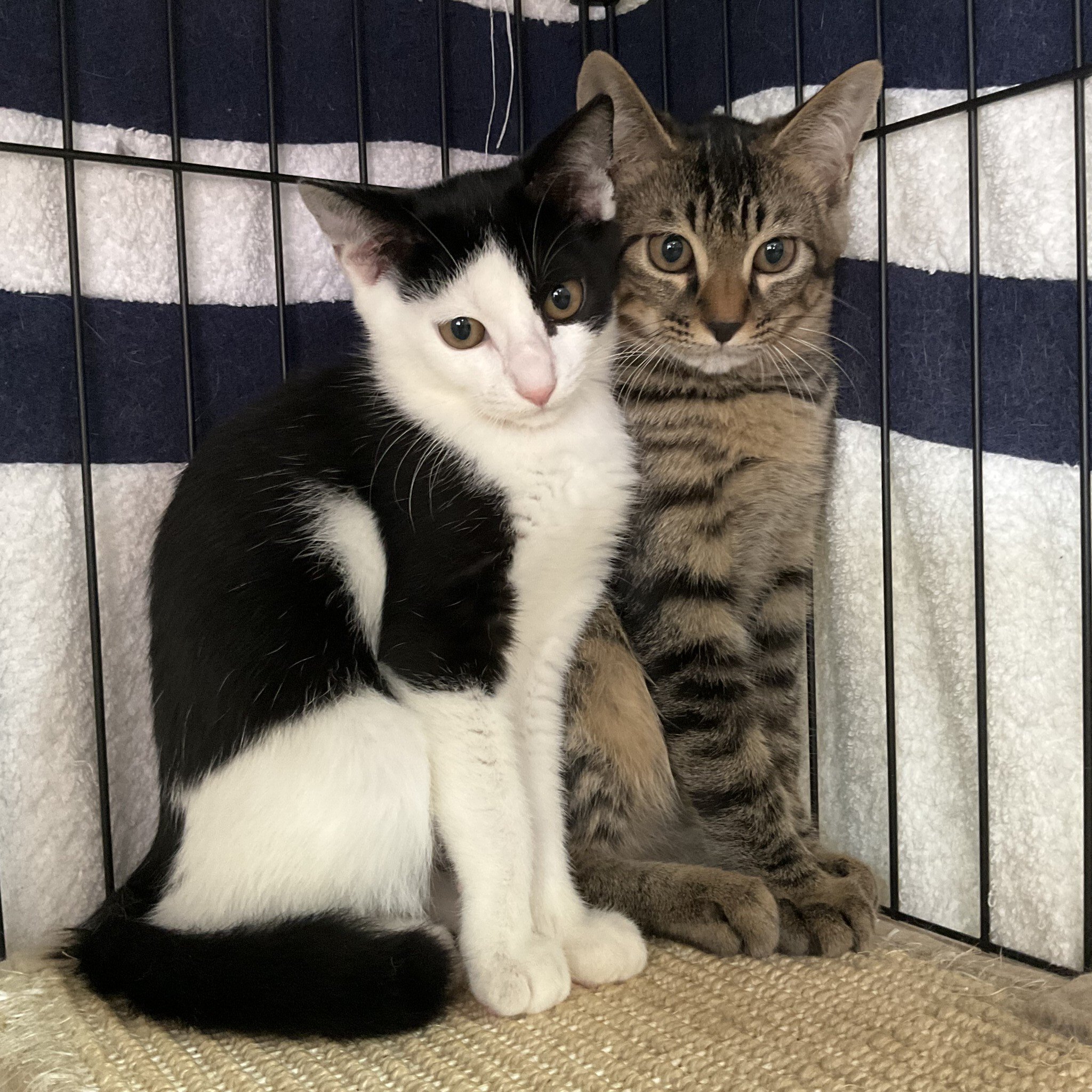 smilecat（スマイルキャット）_＼正式譲渡決定！／エッセル（写真左)