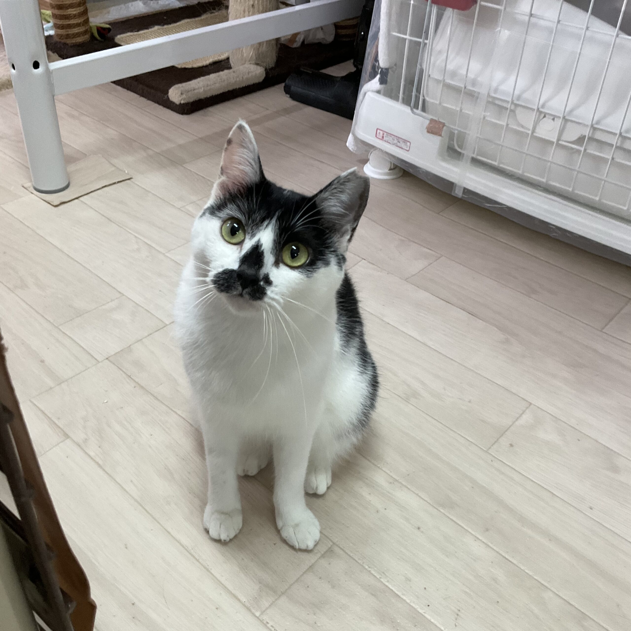 smilecat（スマイルキャット）_リノ
