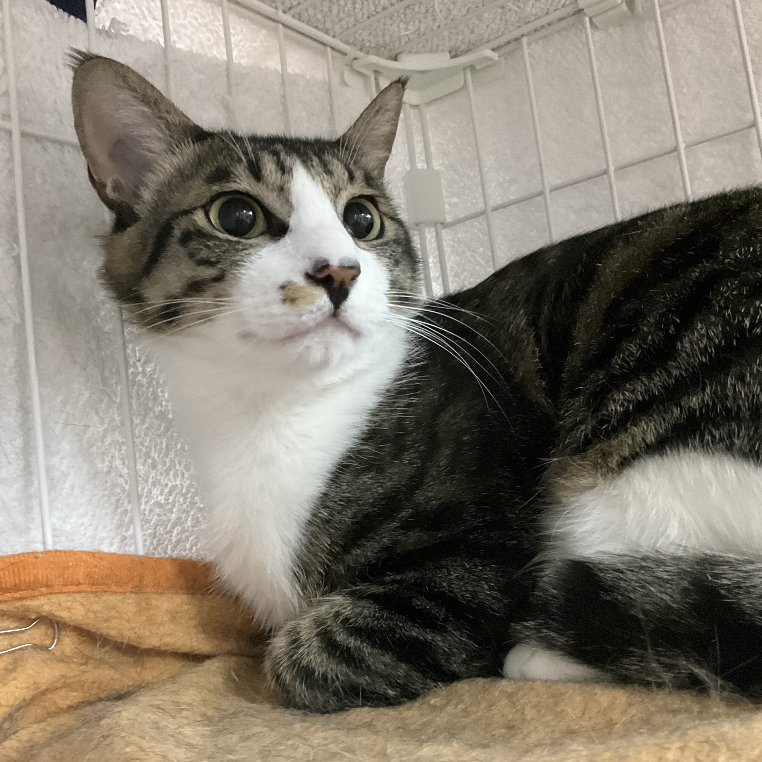 smilecat（スマイルキャット）_＼正式譲渡決定！／フォルテ