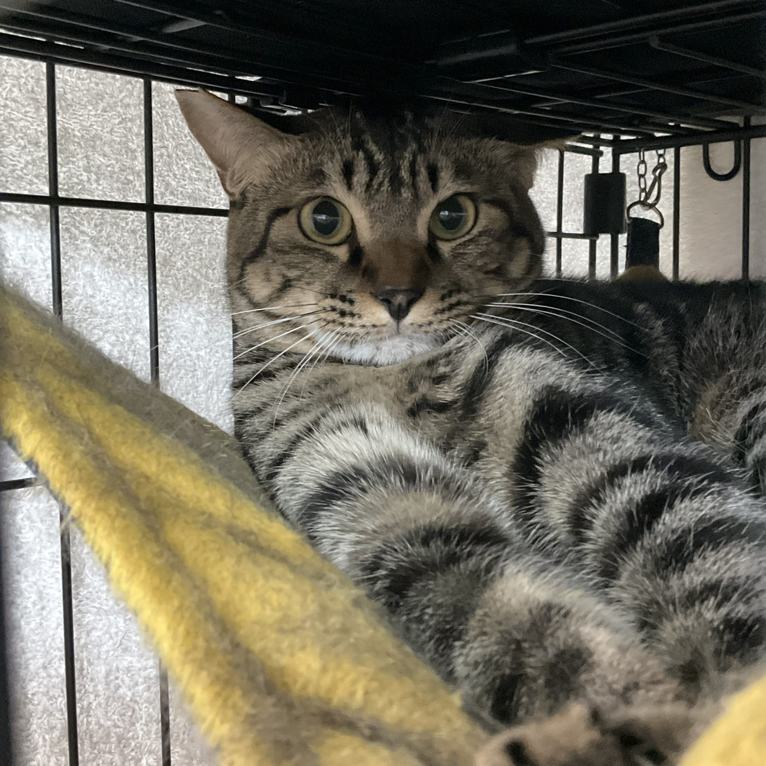 smilecat（スマイルキャット）_パナップ（写真右）