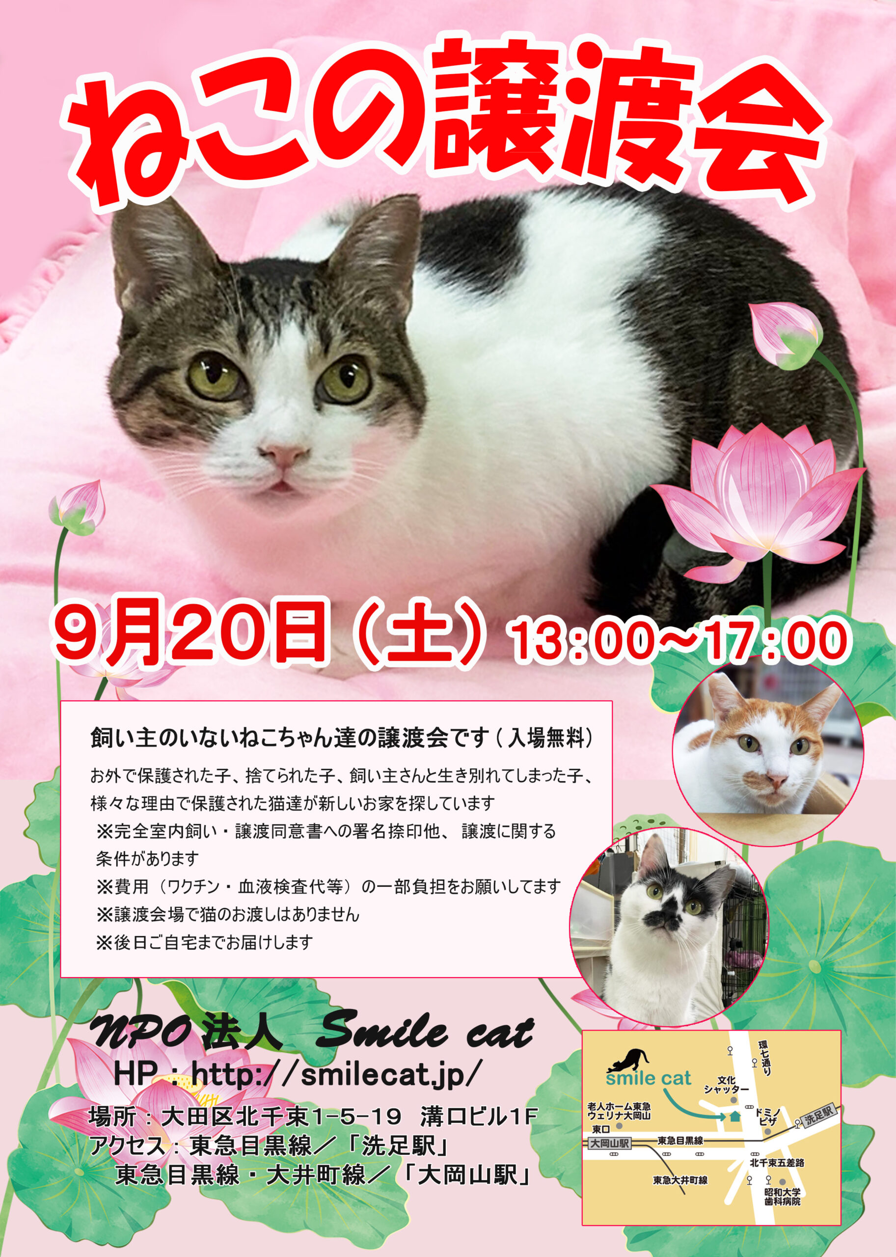 smilecat（スマイルキャット）_ねこの譲渡会開催のお知らせ【９月】