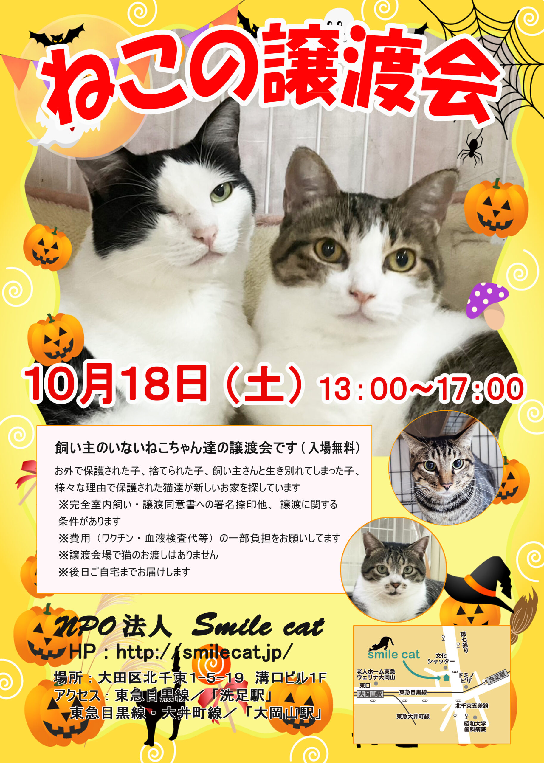smilecat（スマイルキャット）_ねこの譲渡会開催のお知らせ【１０月】
