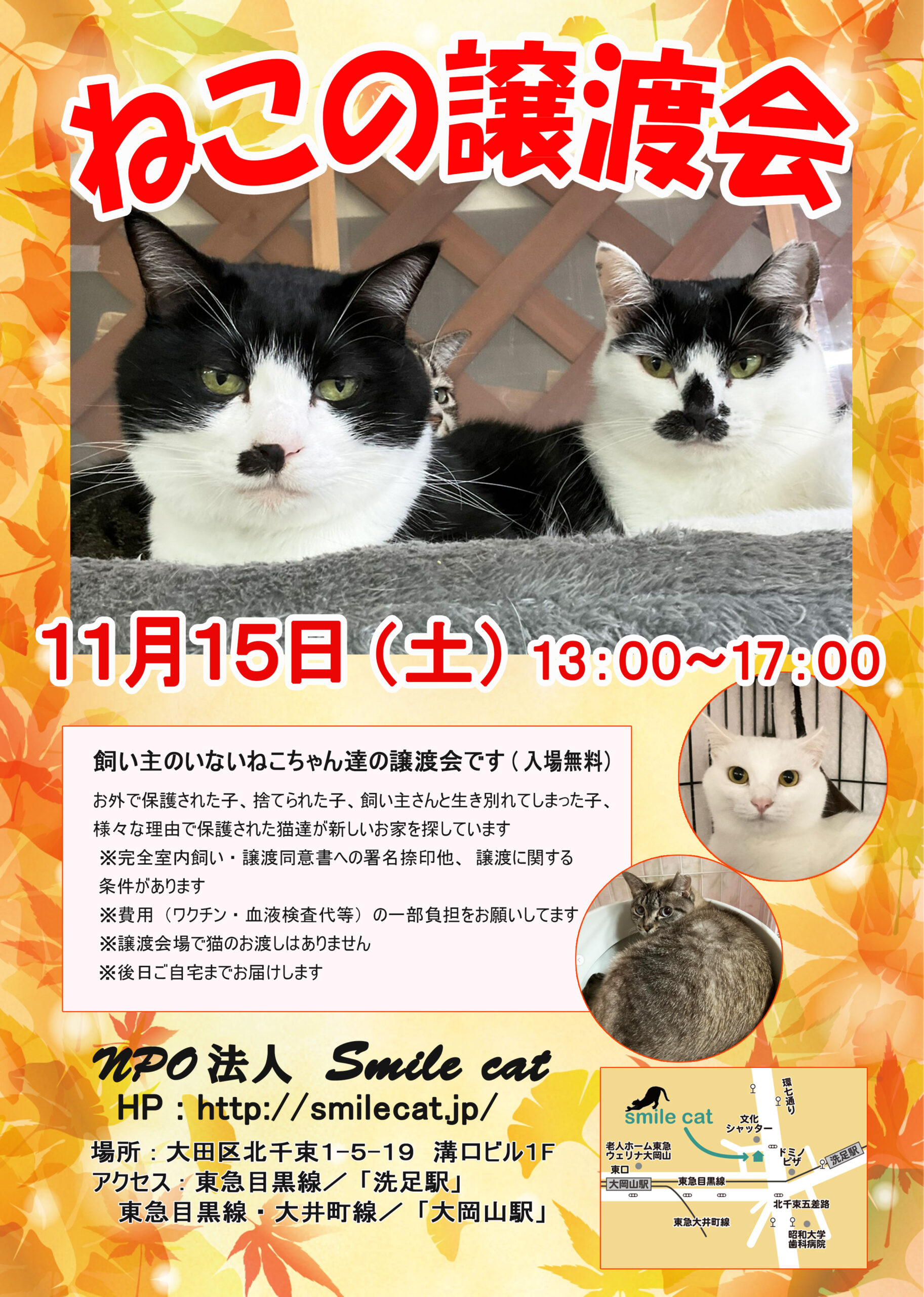 smilecat（スマイルキャット）_【１１月】ねこの譲渡会