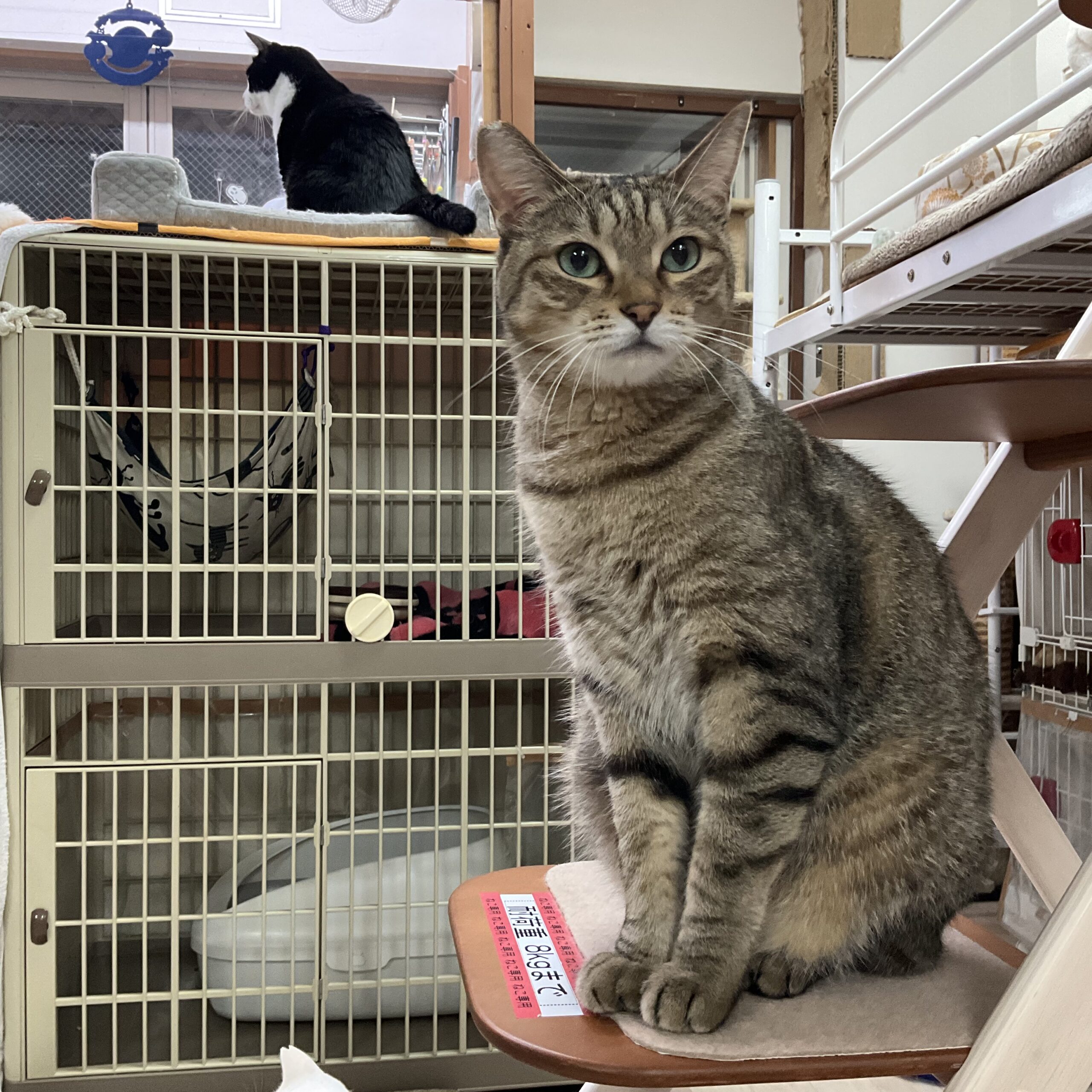 smilecat（スマイルキャット）_レオン