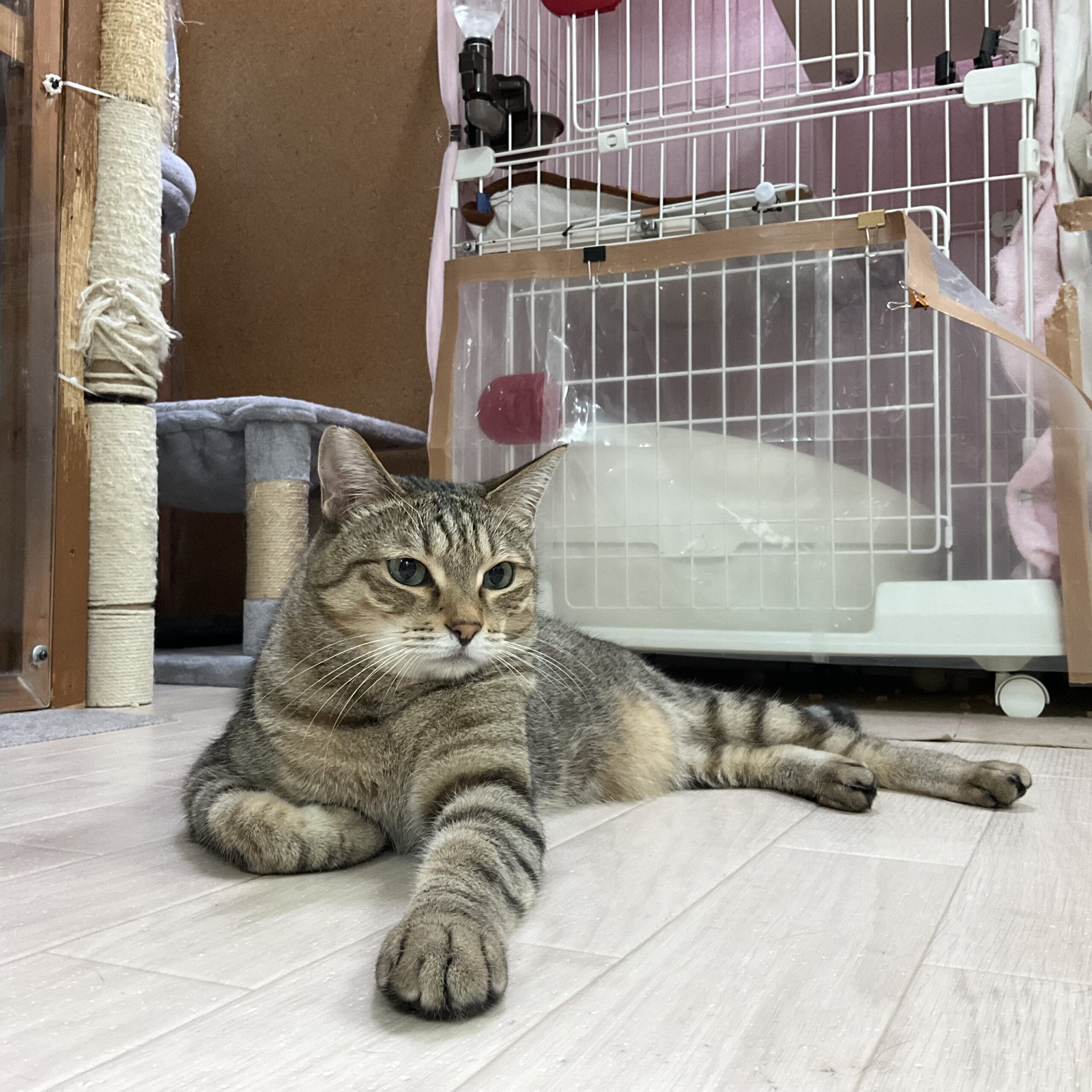 smilecat（スマイルキャット）_レオン