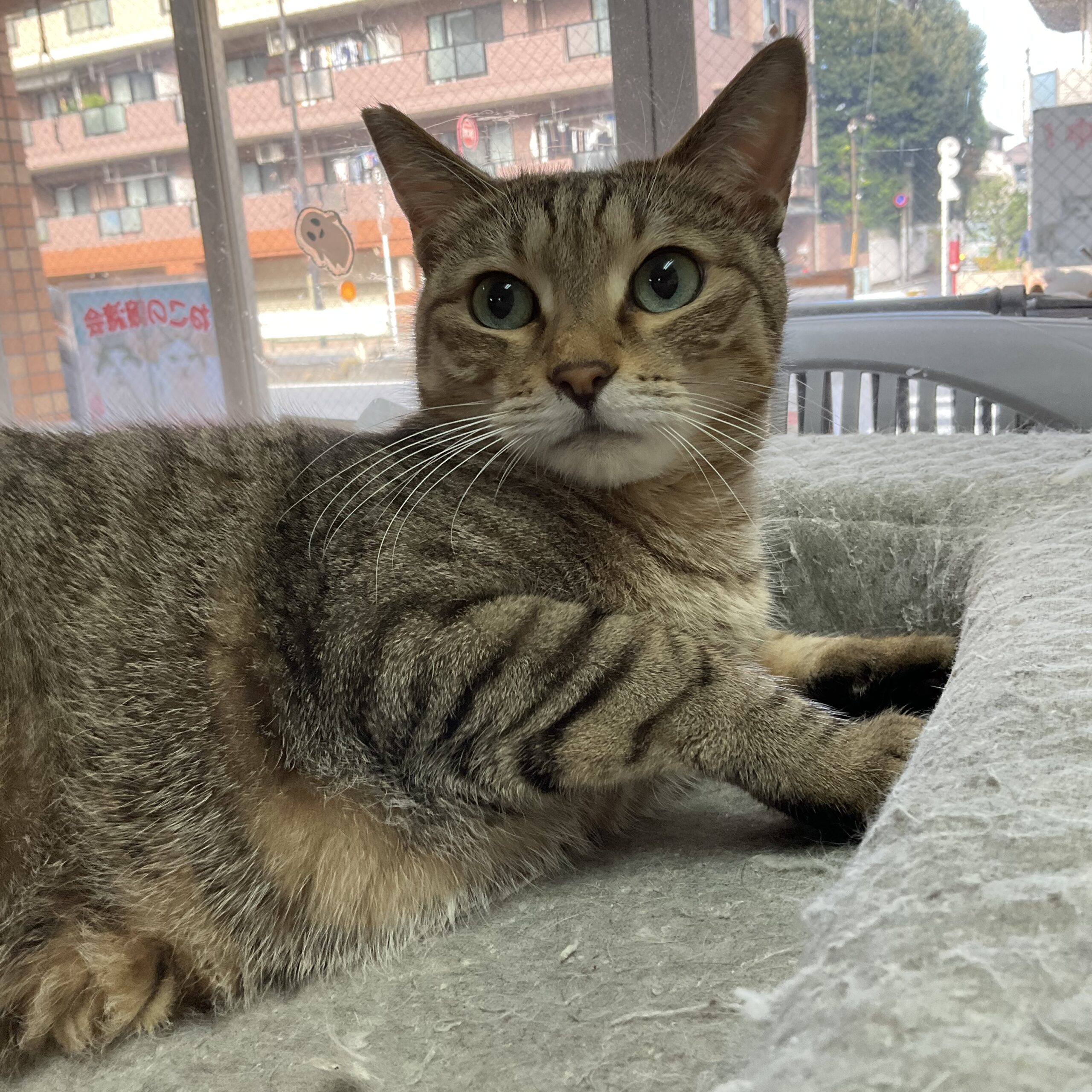 smilecat（スマイルキャット）_レオン