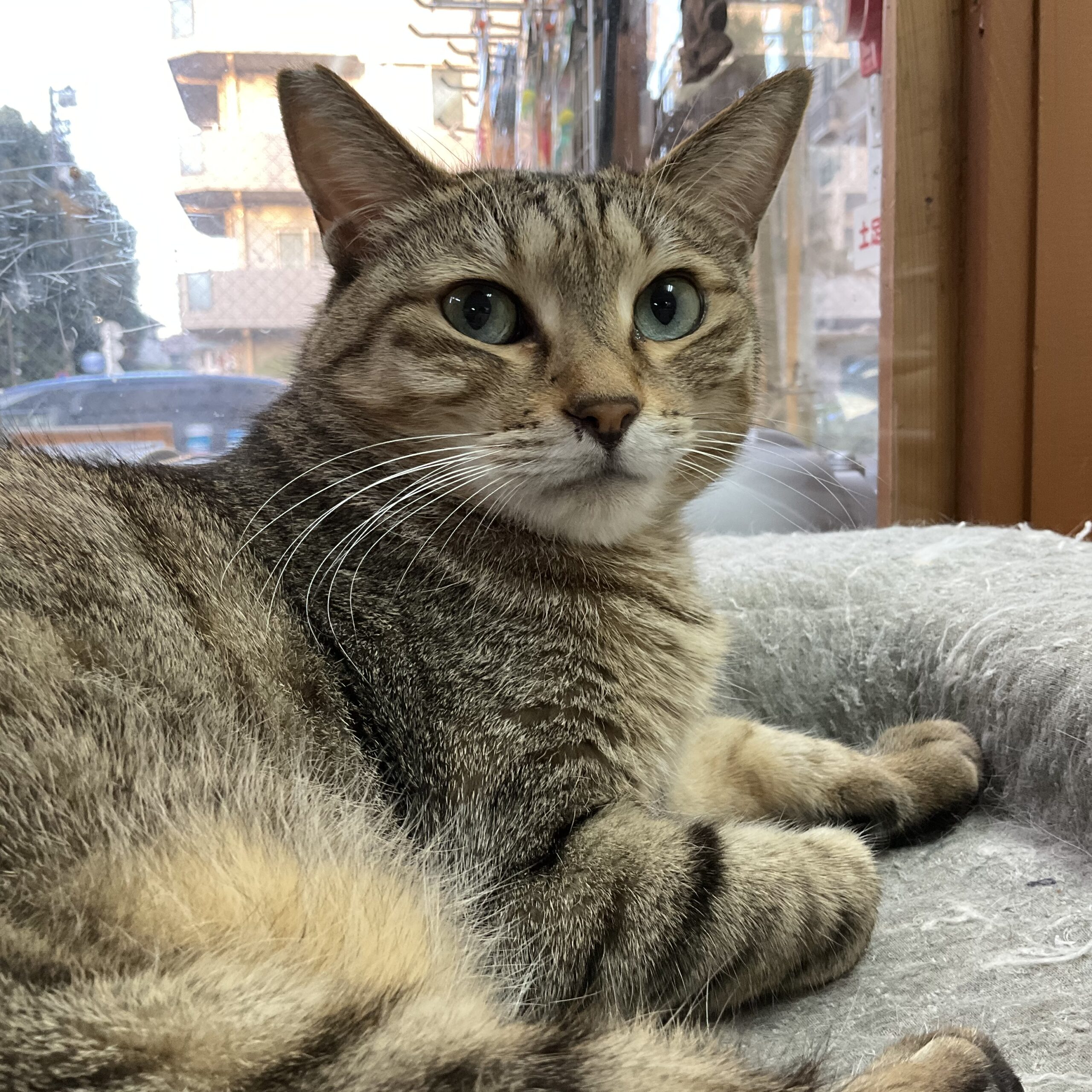 smilecat（スマイルキャット）_レオン