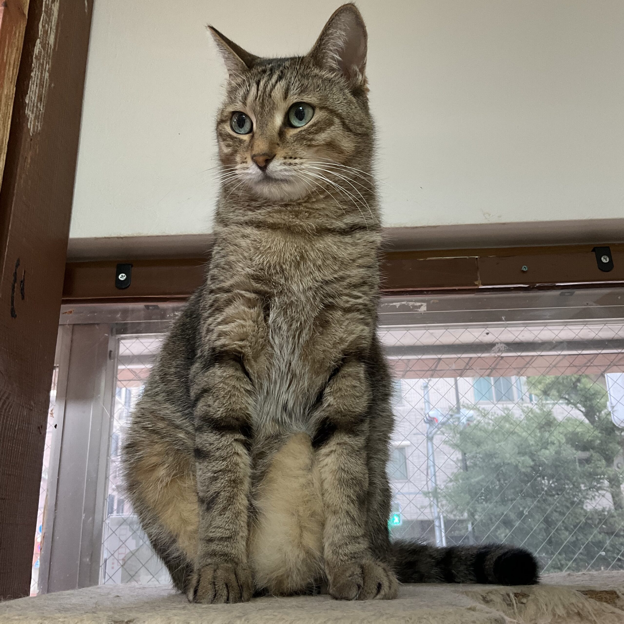 smilecat（スマイルキャット）_レオン