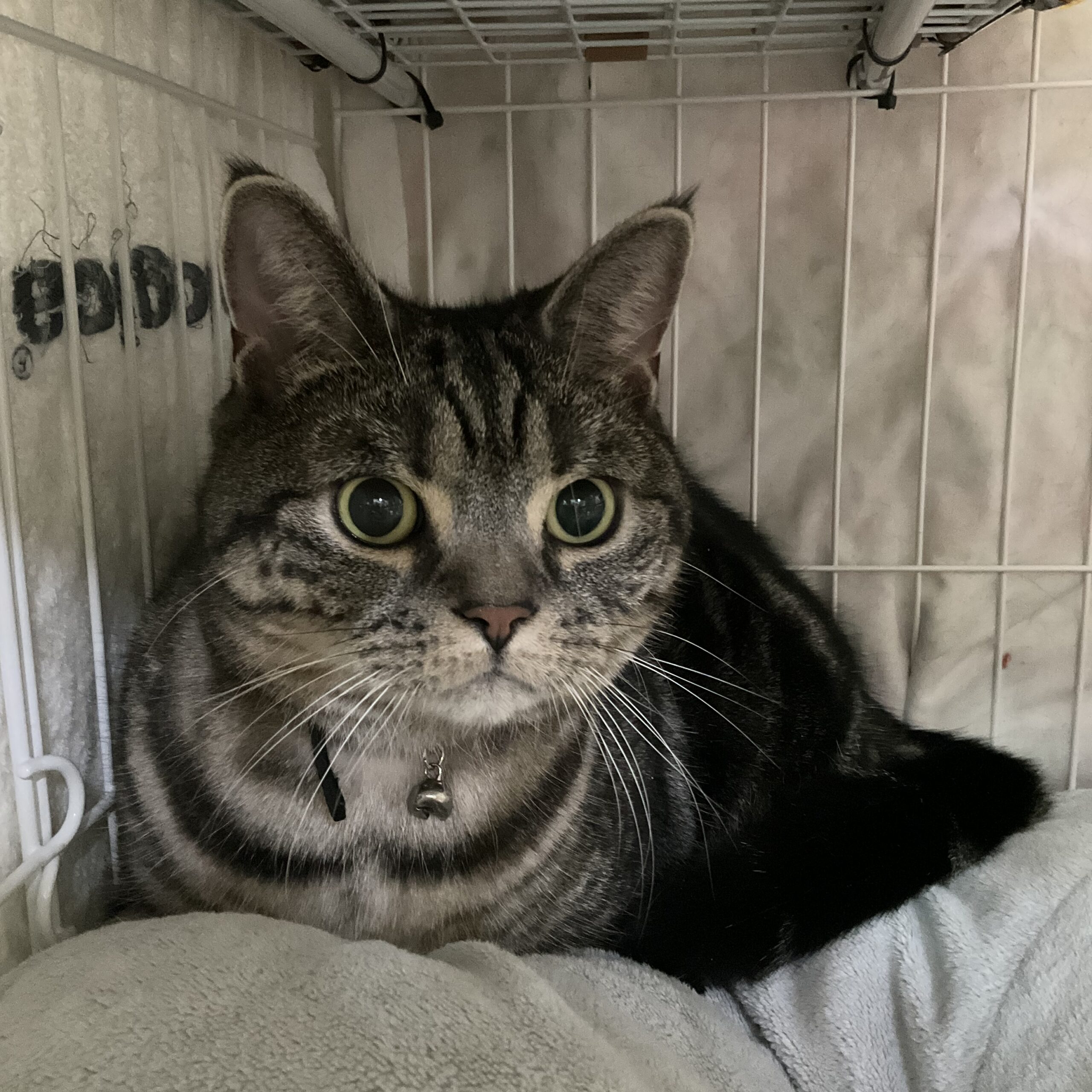 smilecat（スマイルキャット）_トラ