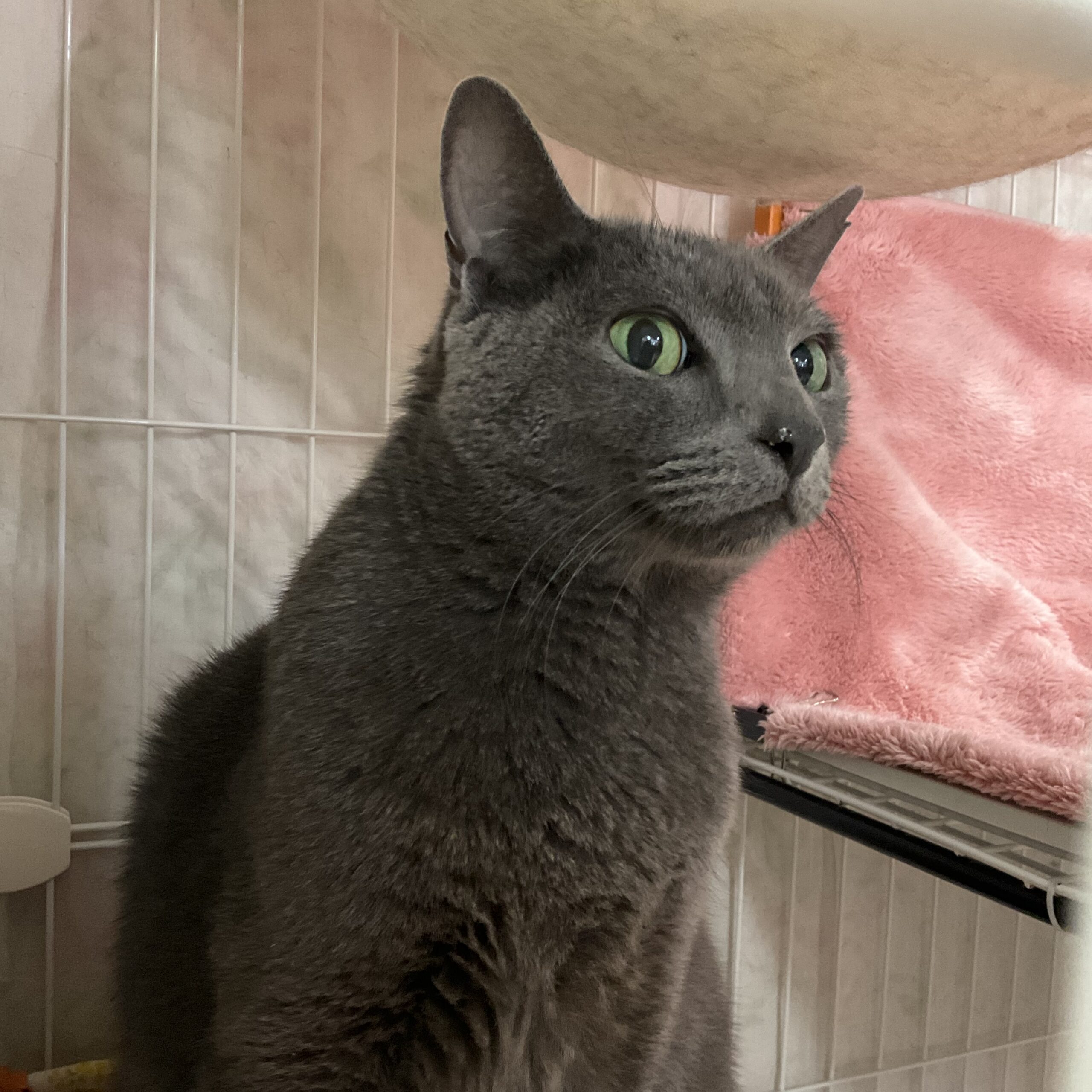 smilecat（スマイルキャット）_新入居猫をアップしました「ハル」