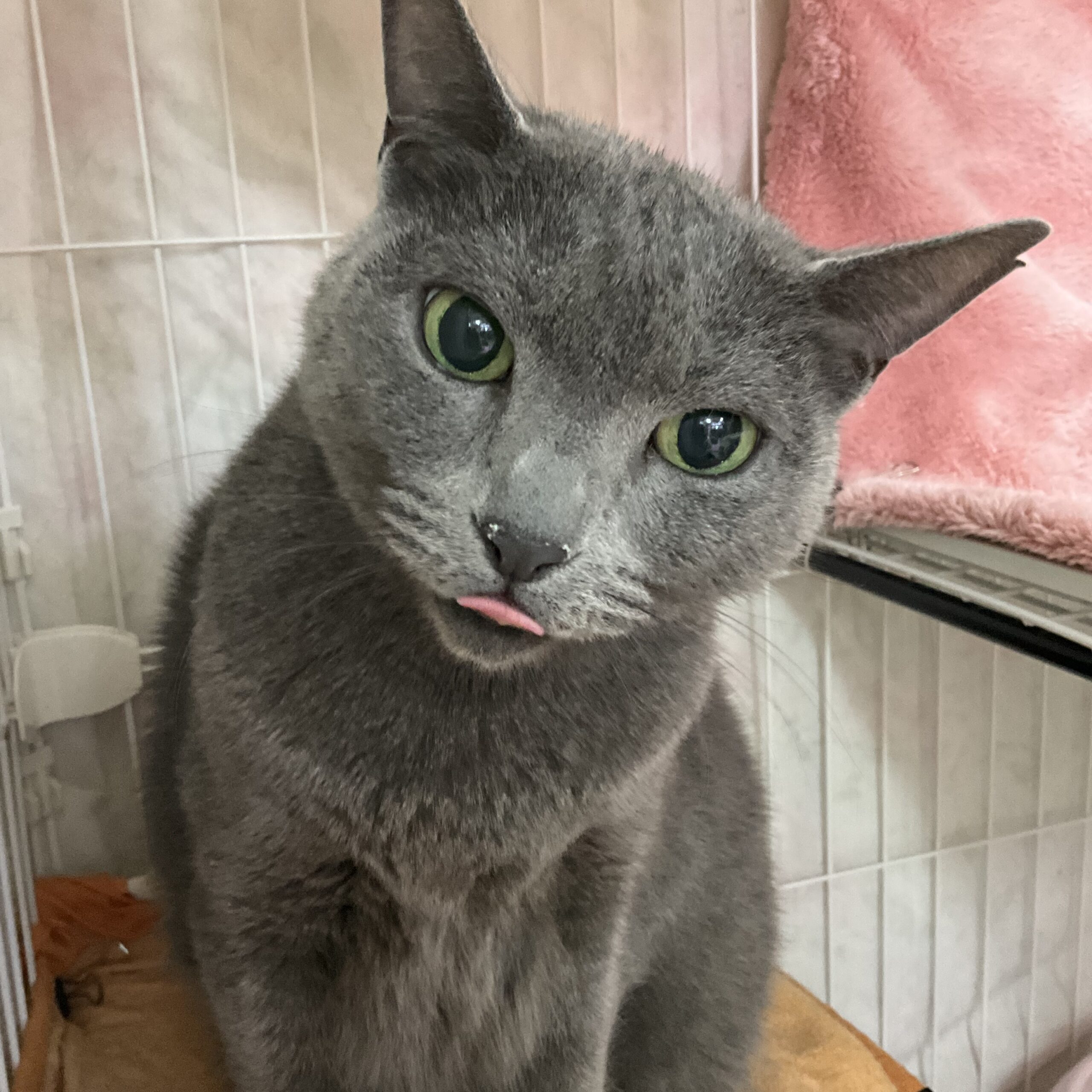 smilecat（スマイルキャット）_ハル