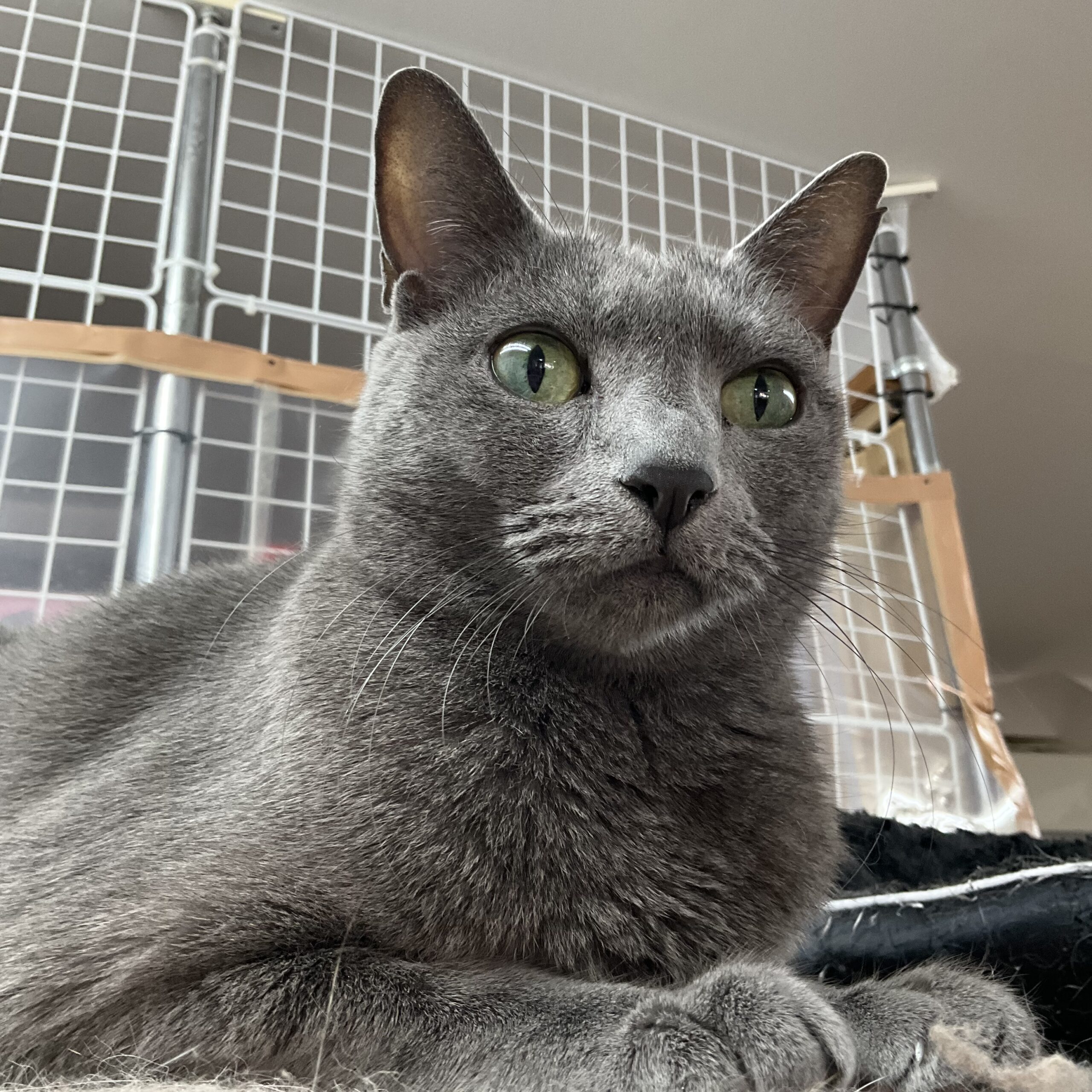 smilecat（スマイルキャット）_ハル