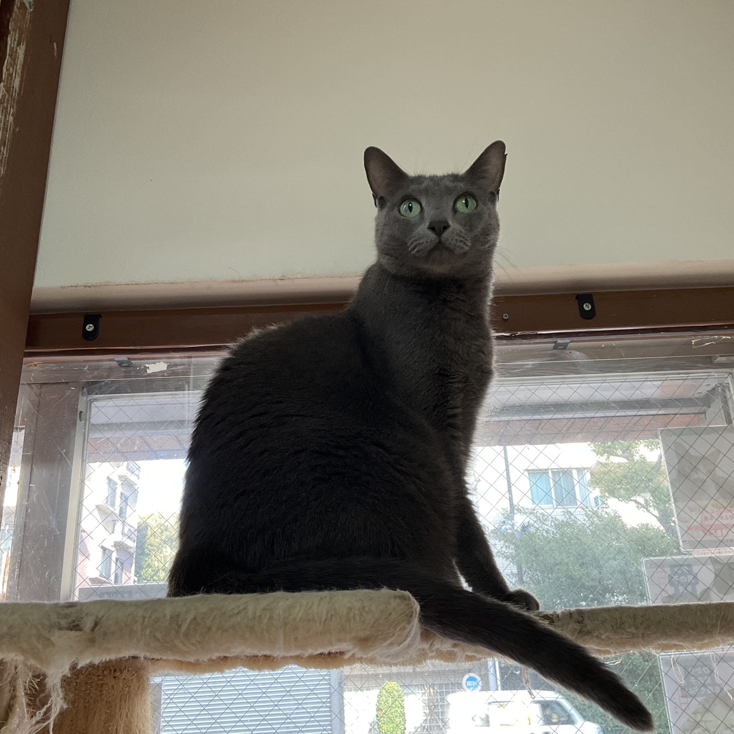 smilecat（スマイルキャット）_ハル