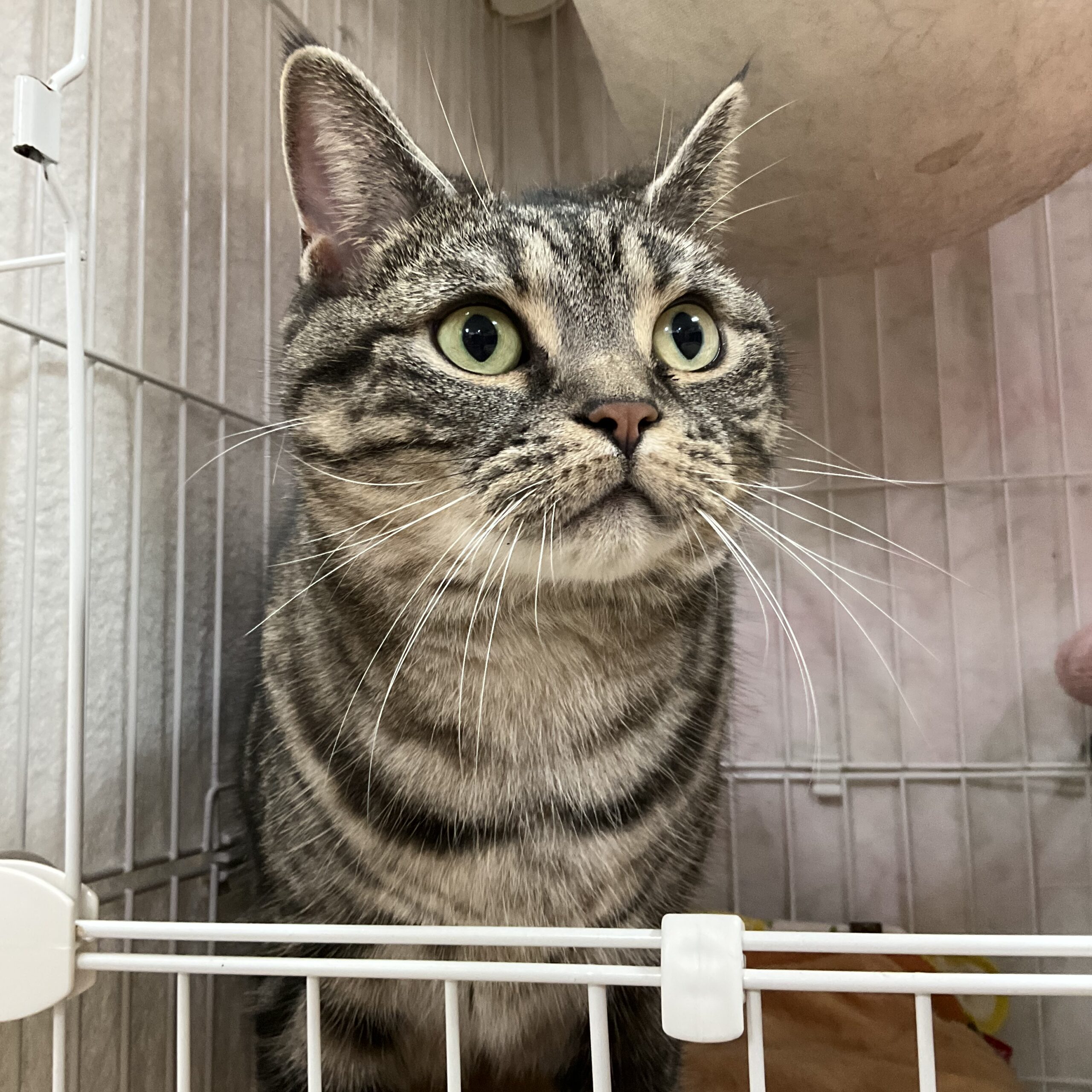 smilecat（スマイルキャット）_トラ