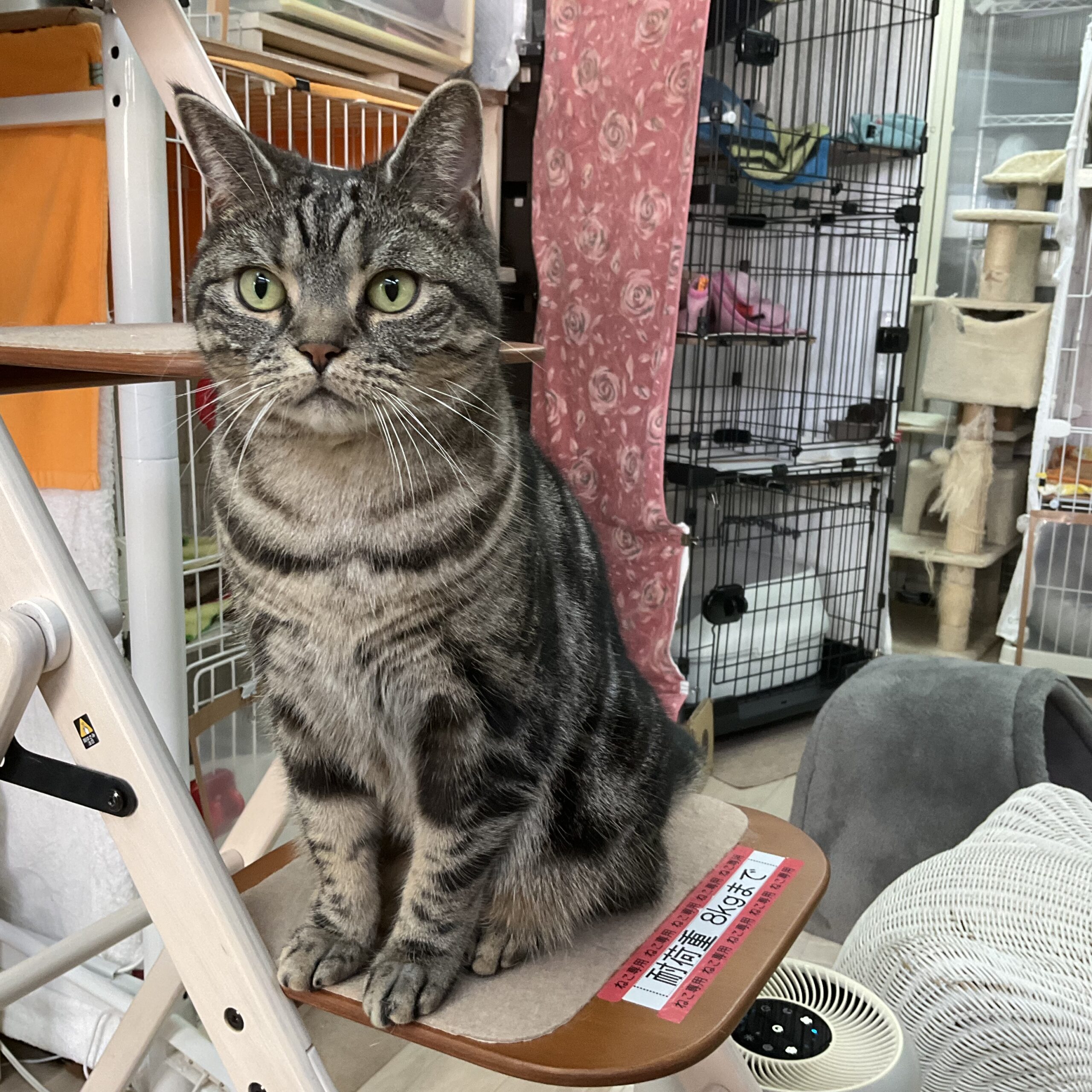 smilecat（スマイルキャット）_トラ