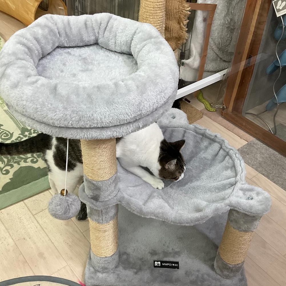 smilecat（スマイルキャット）_10月物資支援いただきました！