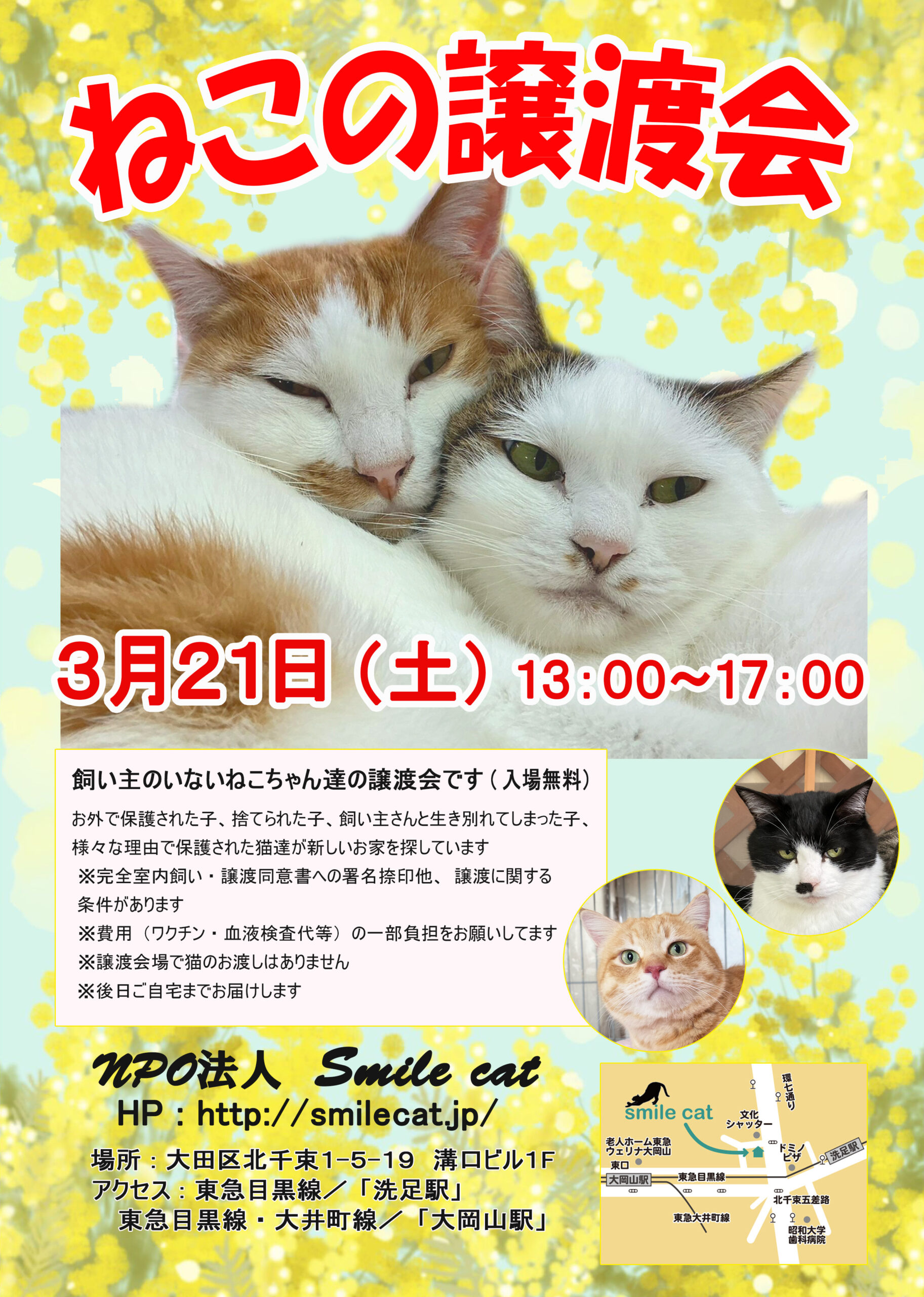 smilecat（スマイルキャット）_ねこの譲渡会開催のお知らせ【3月】