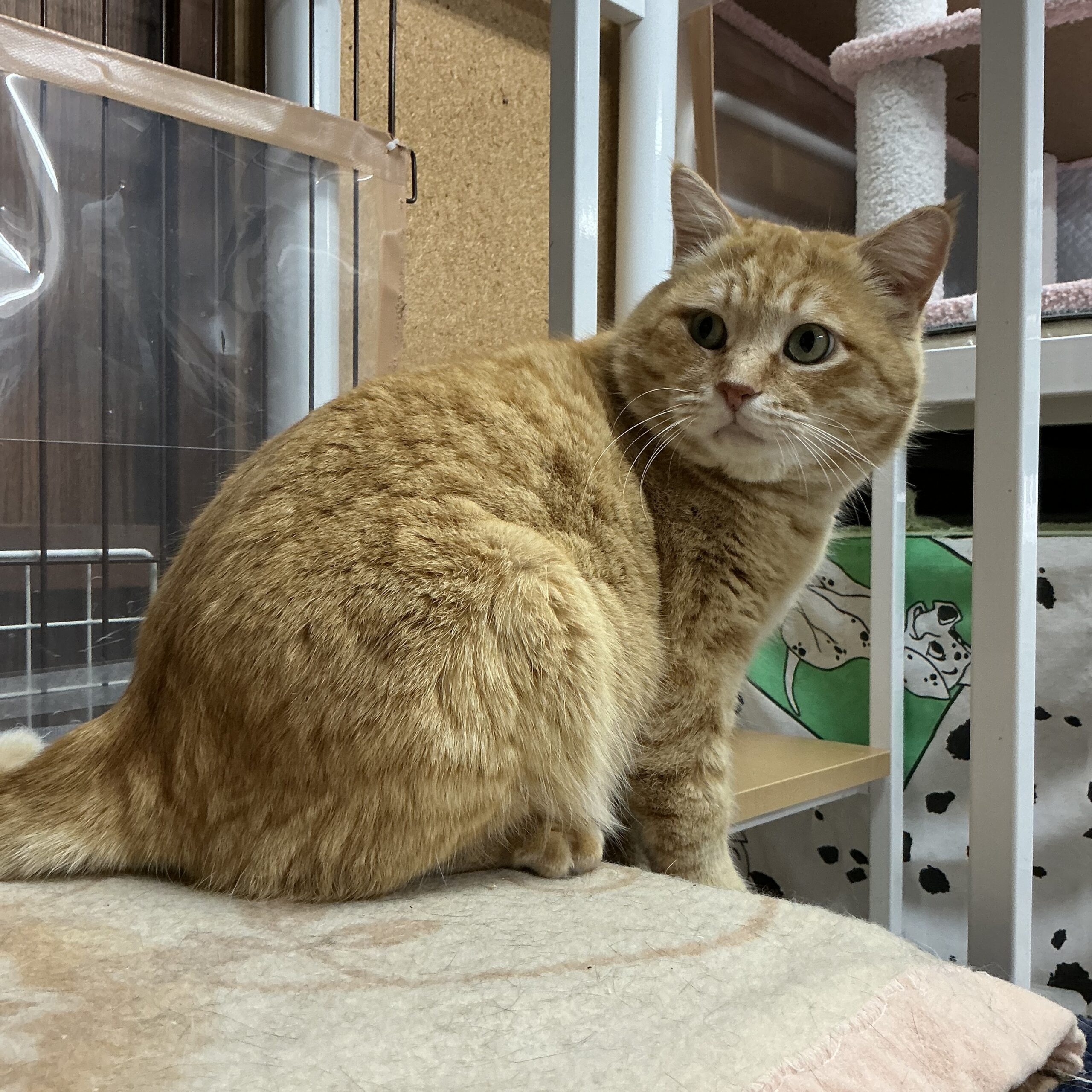 smilecat（スマイルキャット）_清志郎