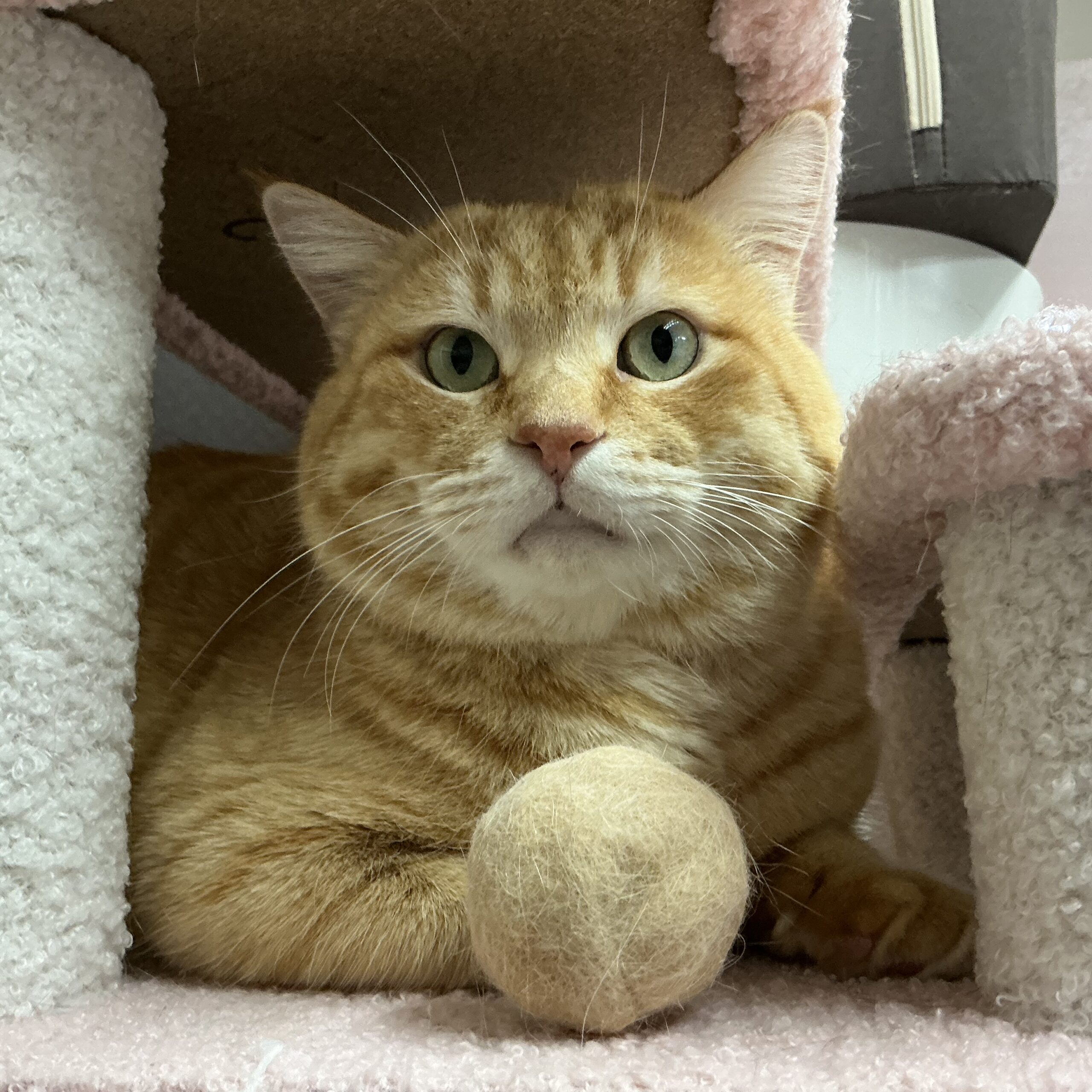 smilecat（スマイルキャット）_清志郎