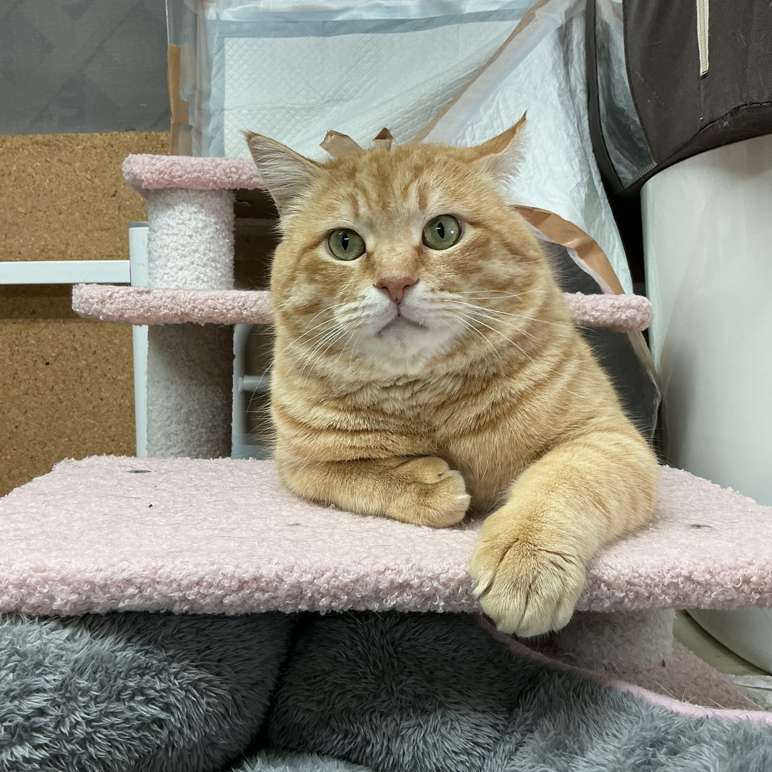 smilecat（スマイルキャット）_清志郎