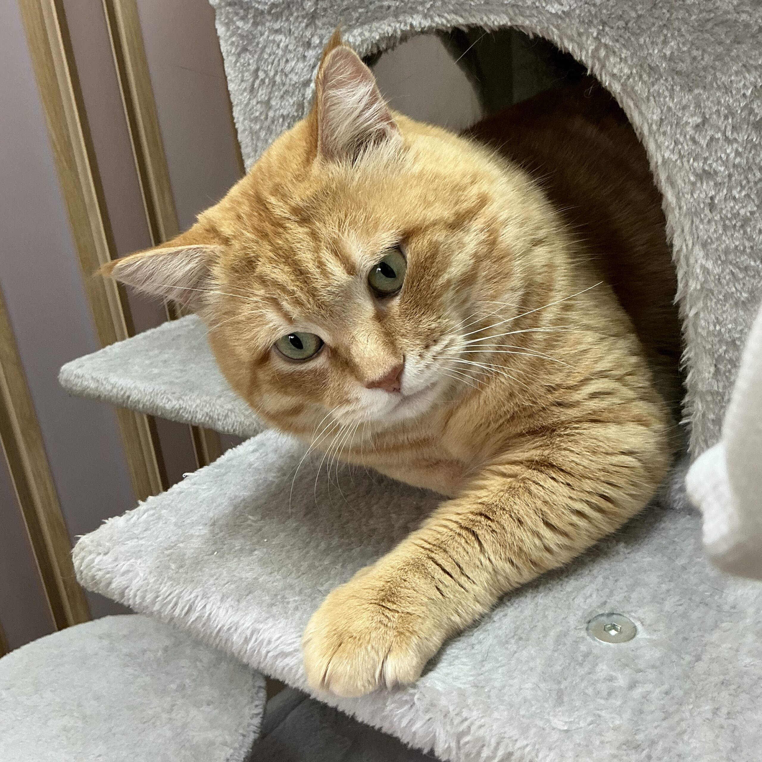 smilecat（スマイルキャット）_清志郎