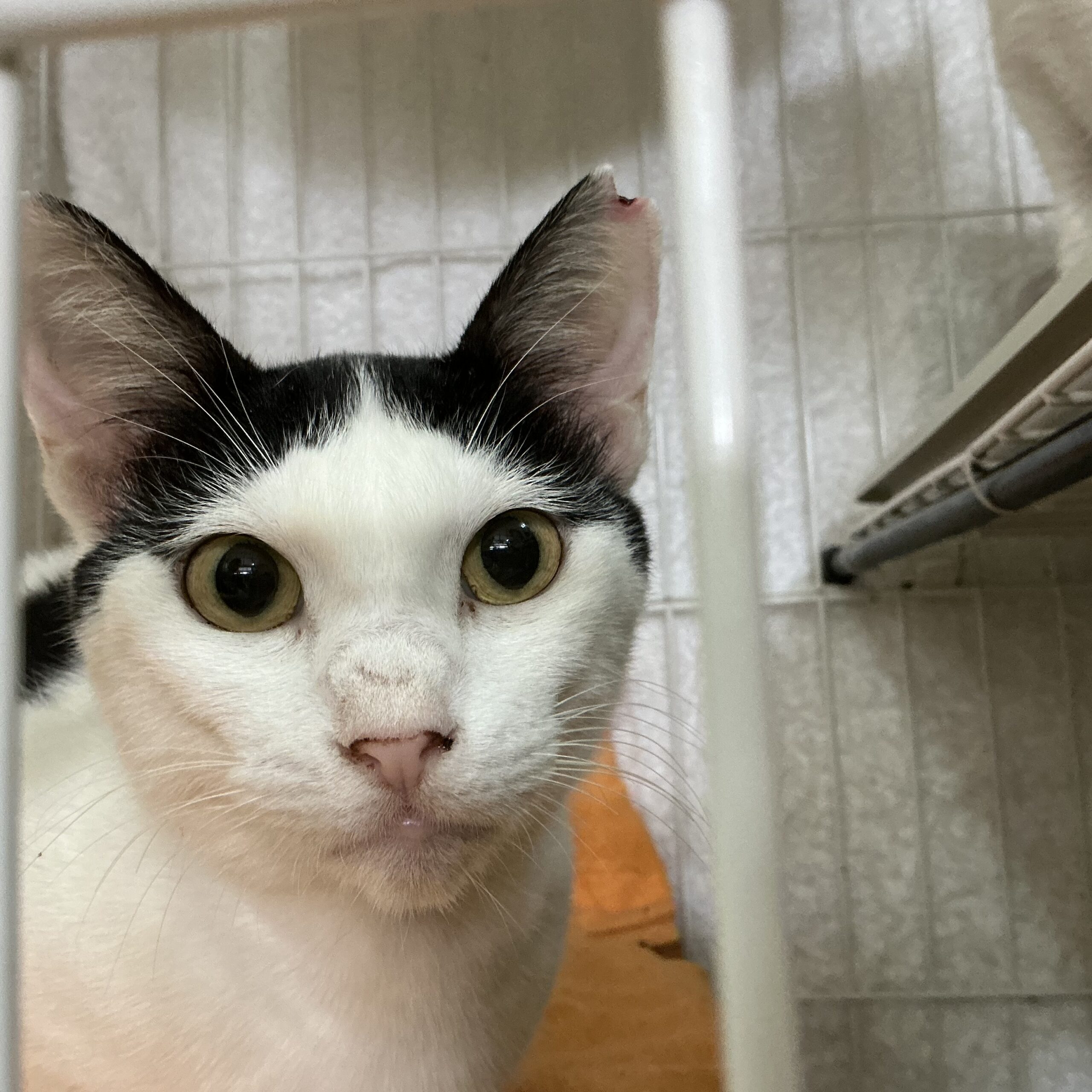 smilecat（スマイルキャット）_まー母さん
