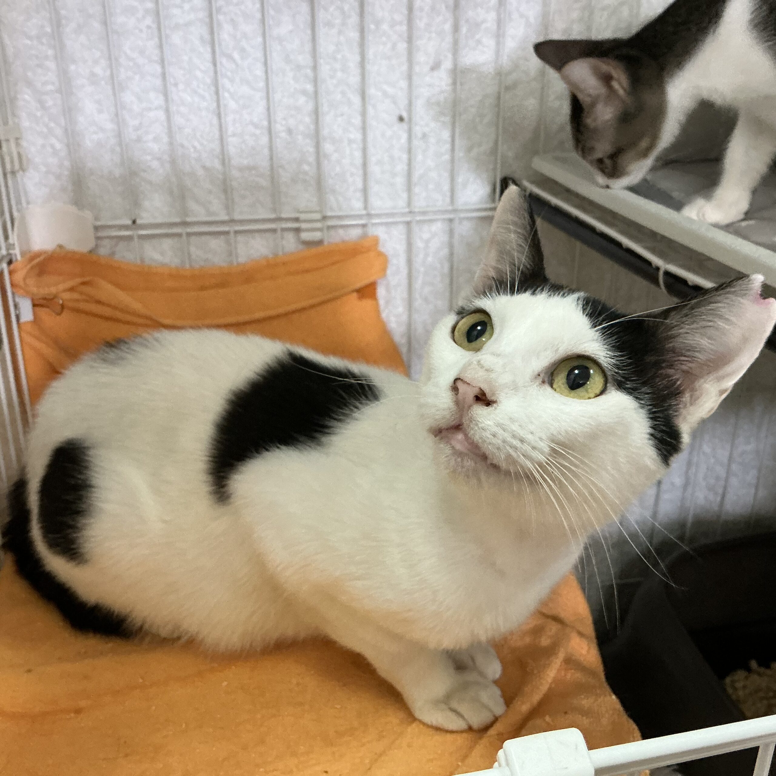 smilecat（スマイルキャット）_まー母さん