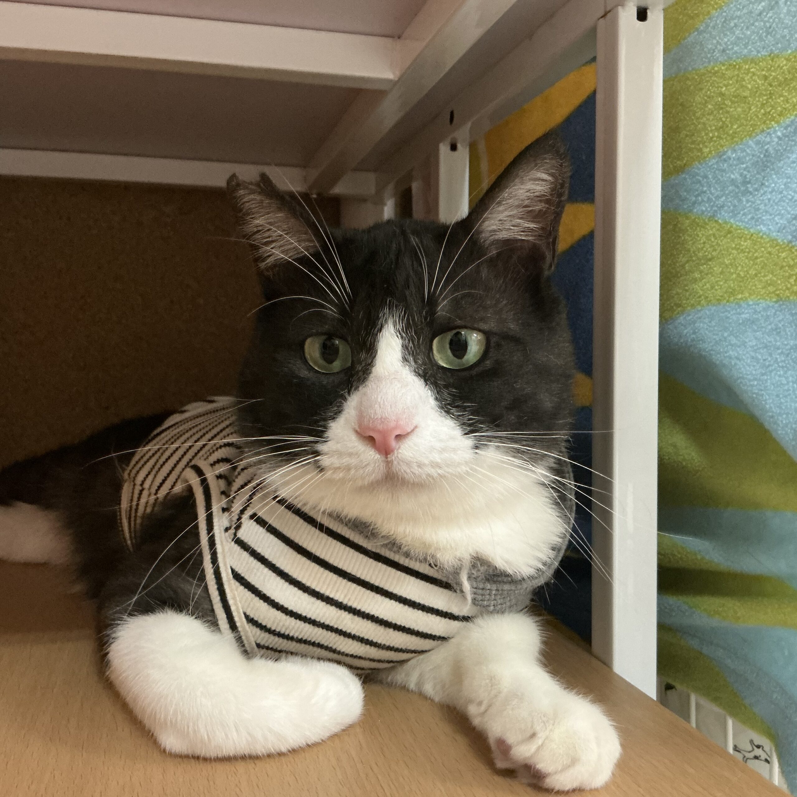 smilecat（スマイルキャット）_夢くん（沖縄猫）