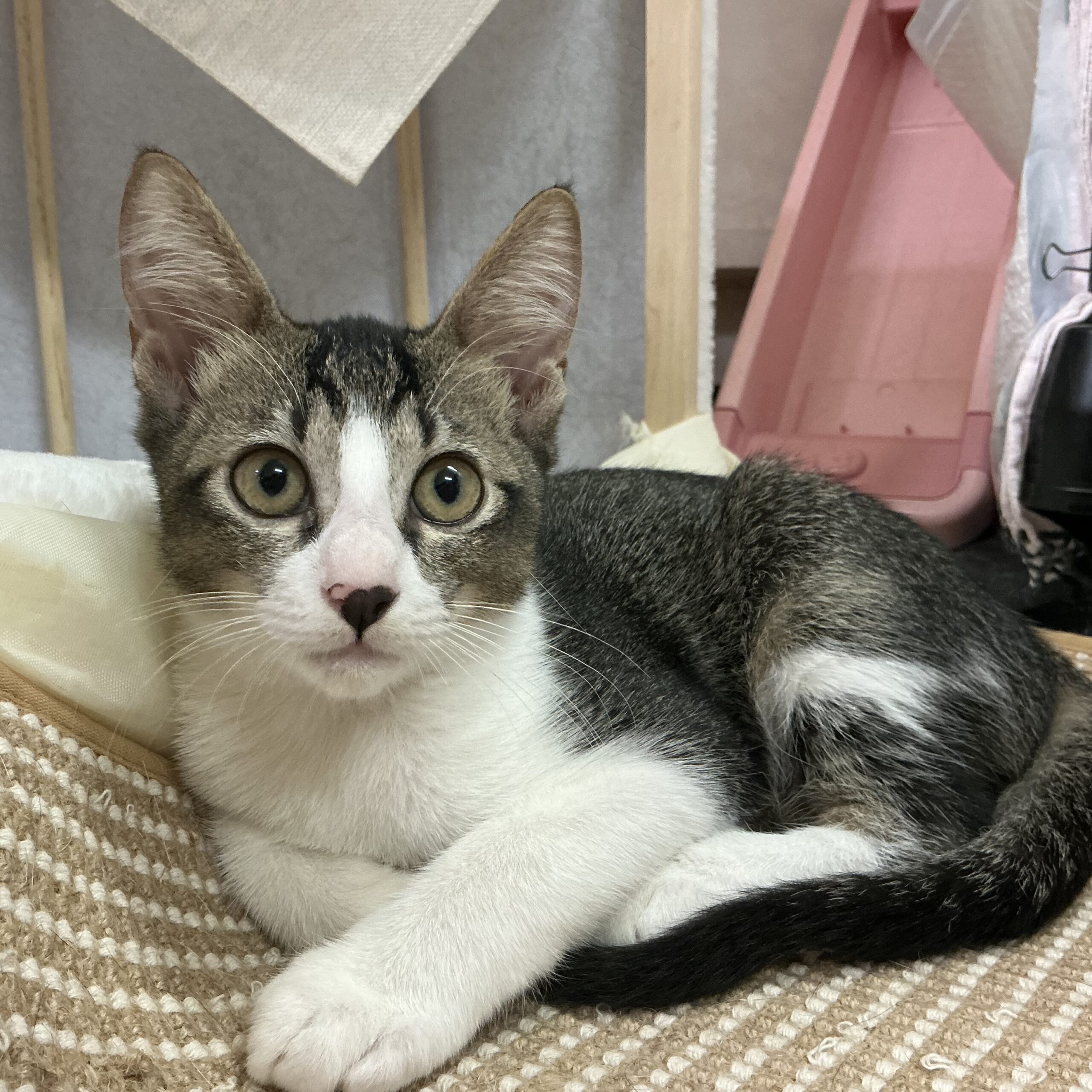 smilecat（スマイルキャット）_ちーちゃん