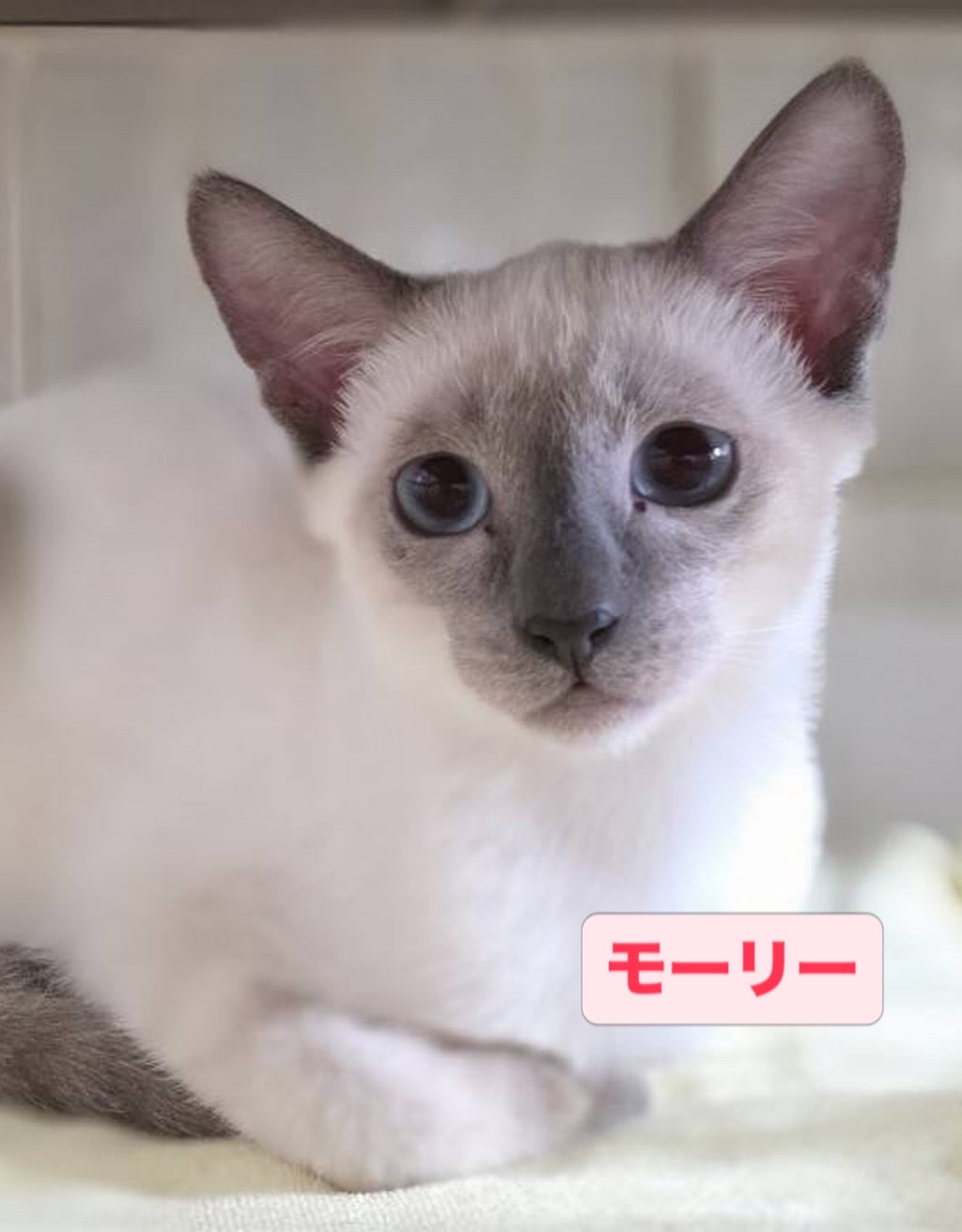 smilecat（スマイルキャット）_モーリー