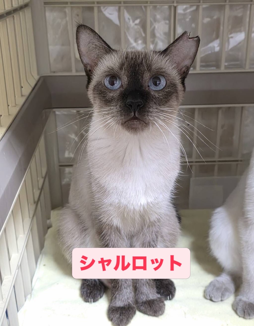smilecat（スマイルキャット）_シャルロット