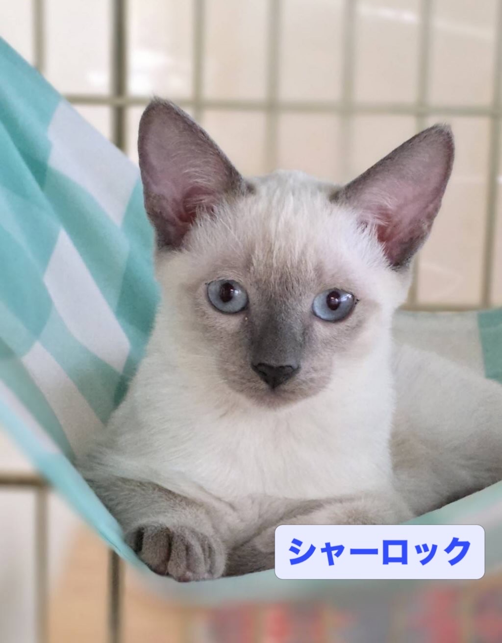 smilecat（スマイルキャット）_シャーロック
